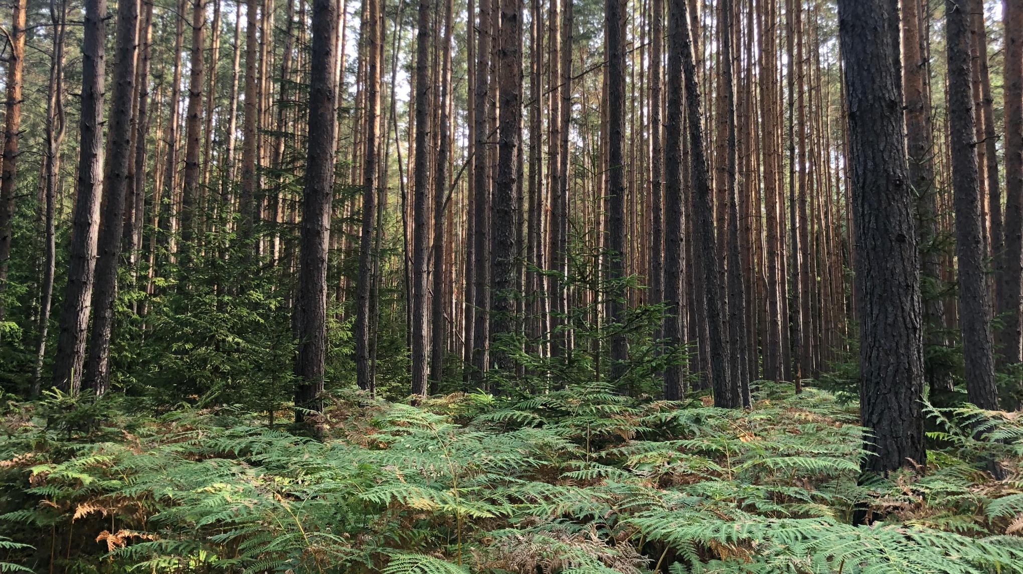 Visionboard 2024 inkl. Ho`oponopono