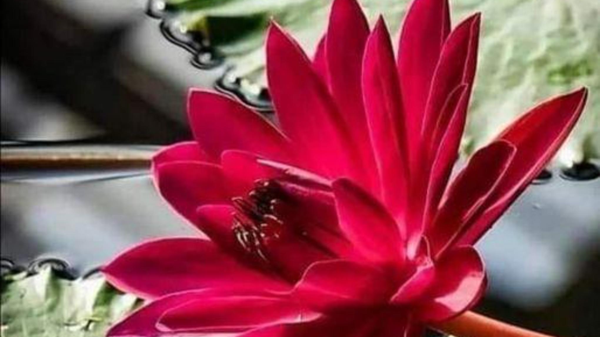 Yoga, Sound, & the Arts ~ Creating Community & Transformation