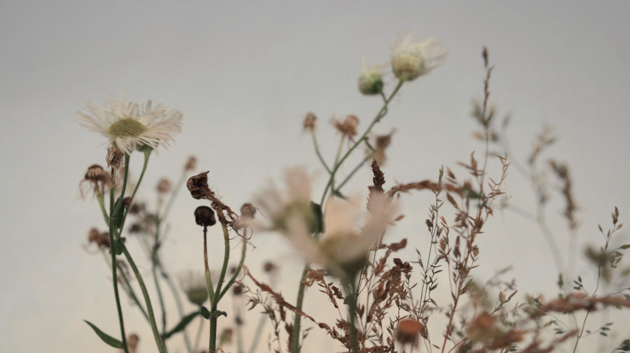 Retiro de Yoga: Raíz