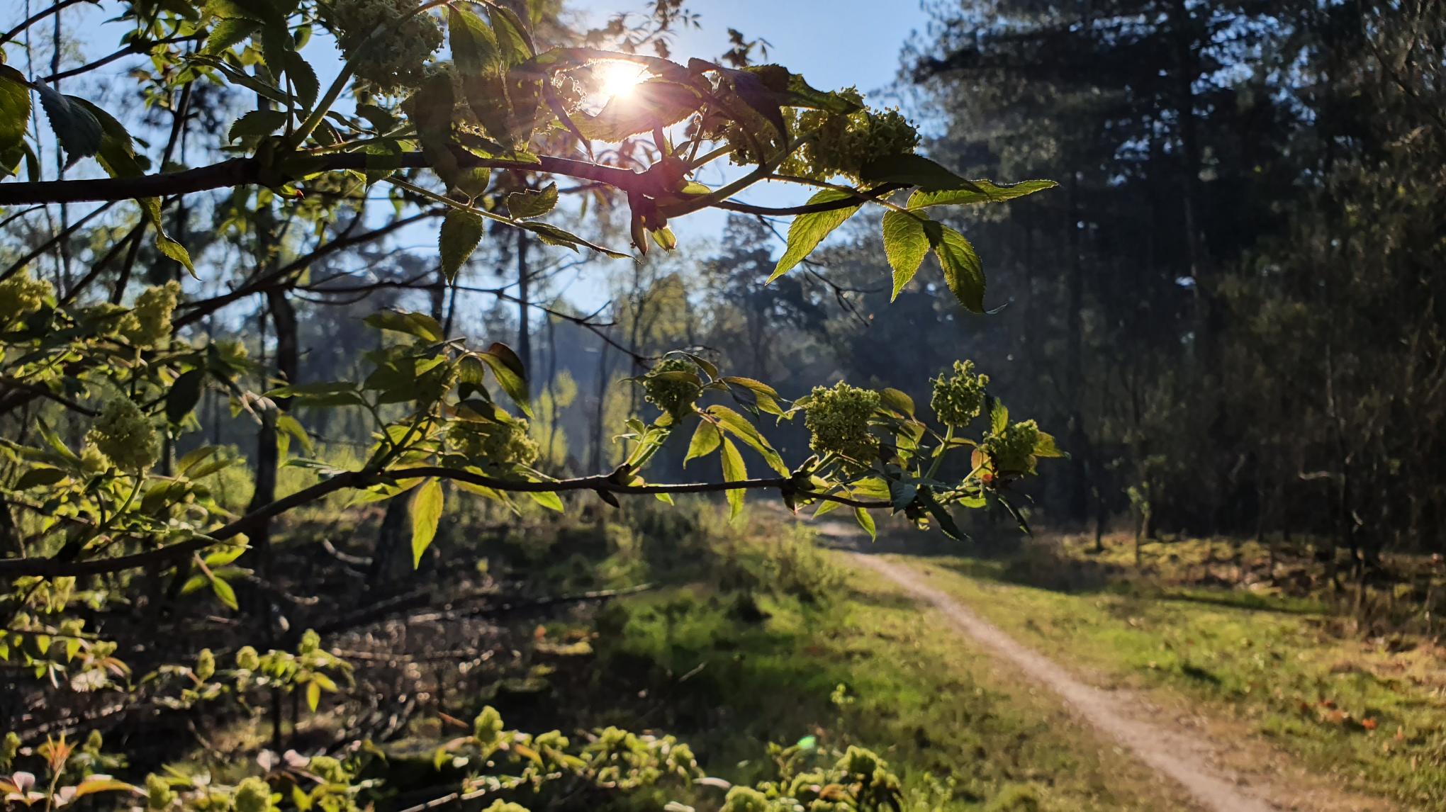 Polsdiagnose mini-basiscursus huidige natuur