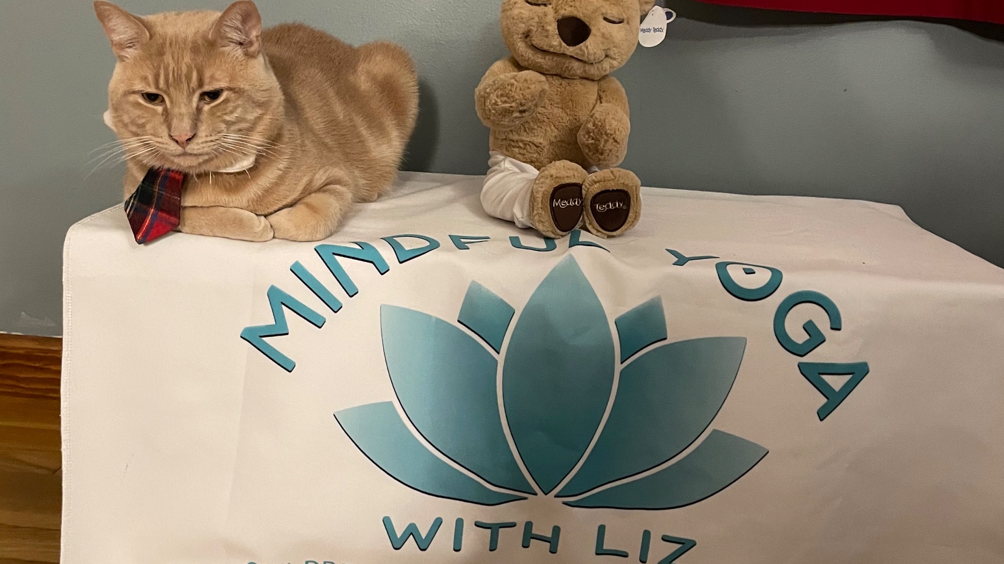 Family Cat Yoga: SPCA Fundraiser
