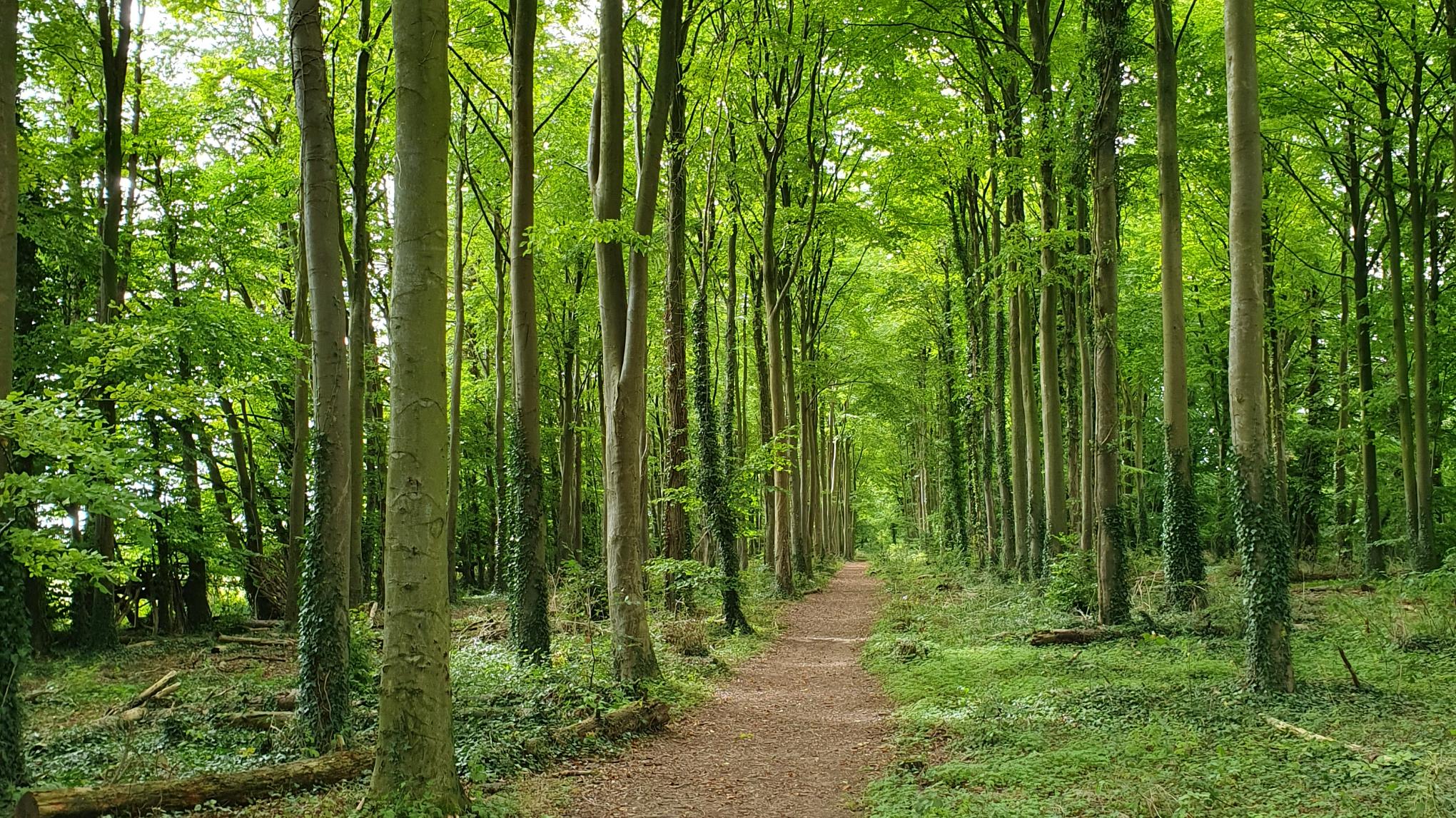 Yoga for Menopause Workshop