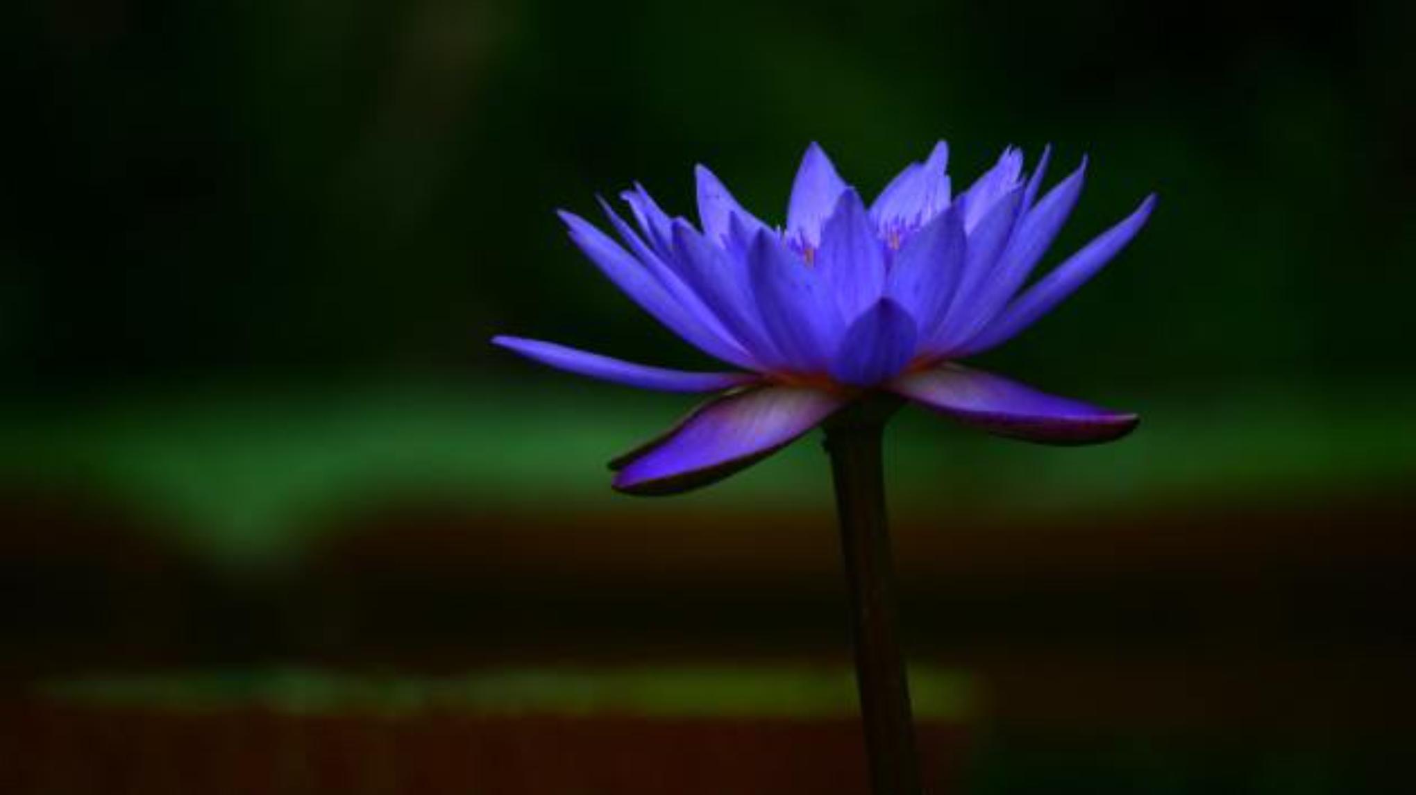 Innerdance Journey met Cacao & Blue Lotus