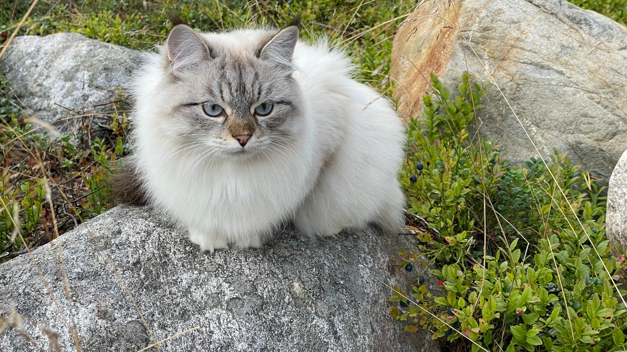 Test för Carina "mamma" Burman