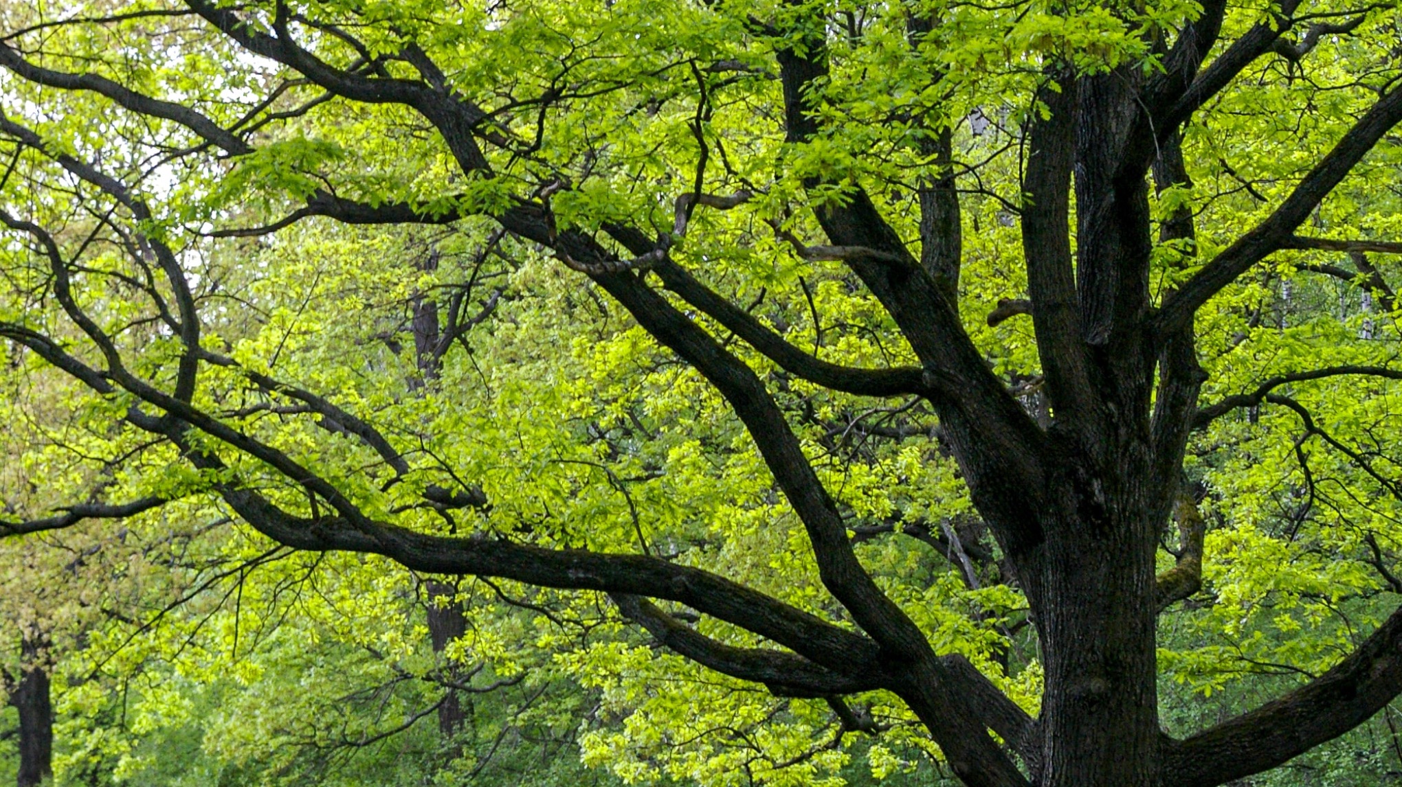 Extended Yin: Spring the Wood Element