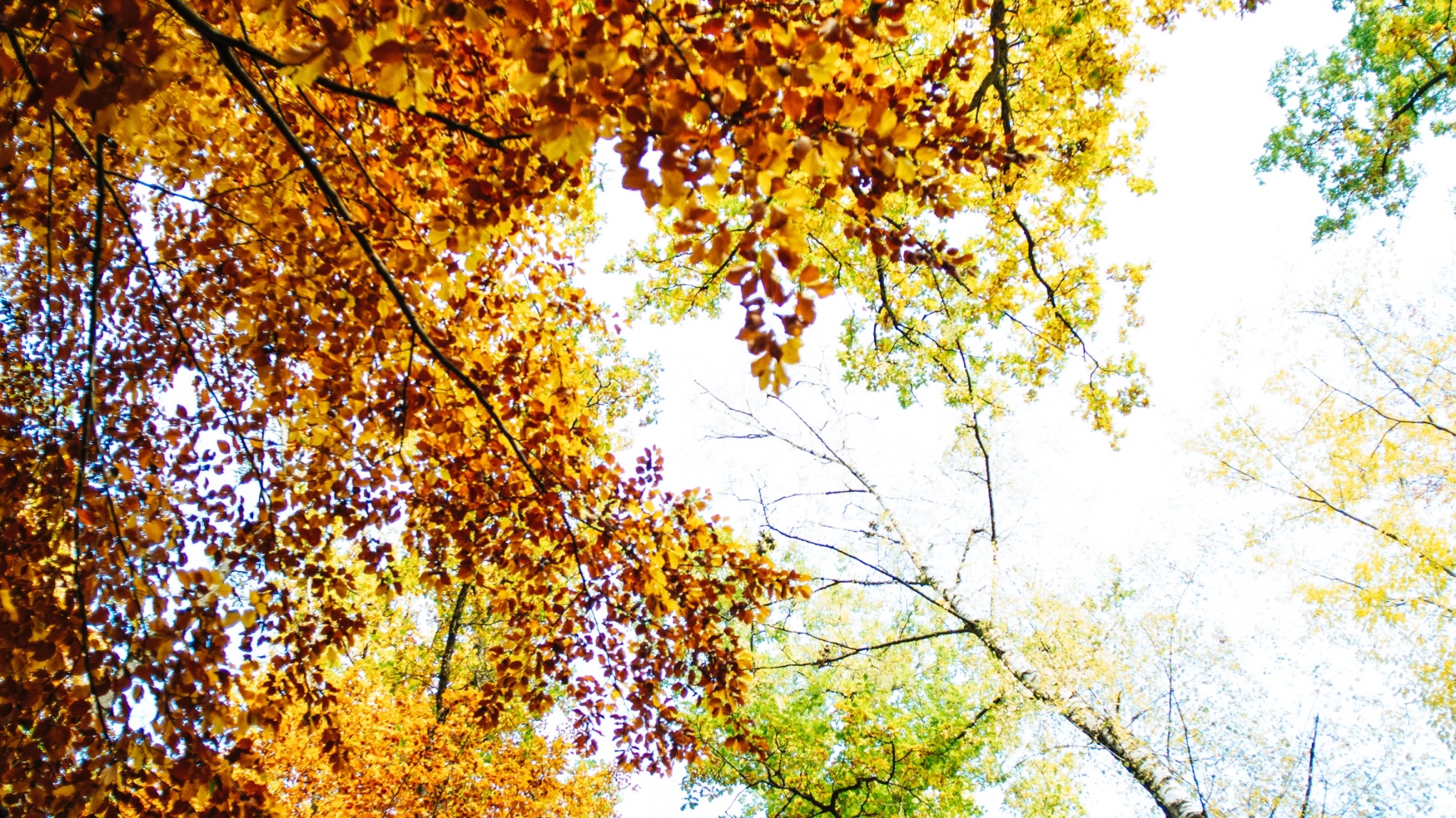 Extended Yin Equinox: the balance of light and dark