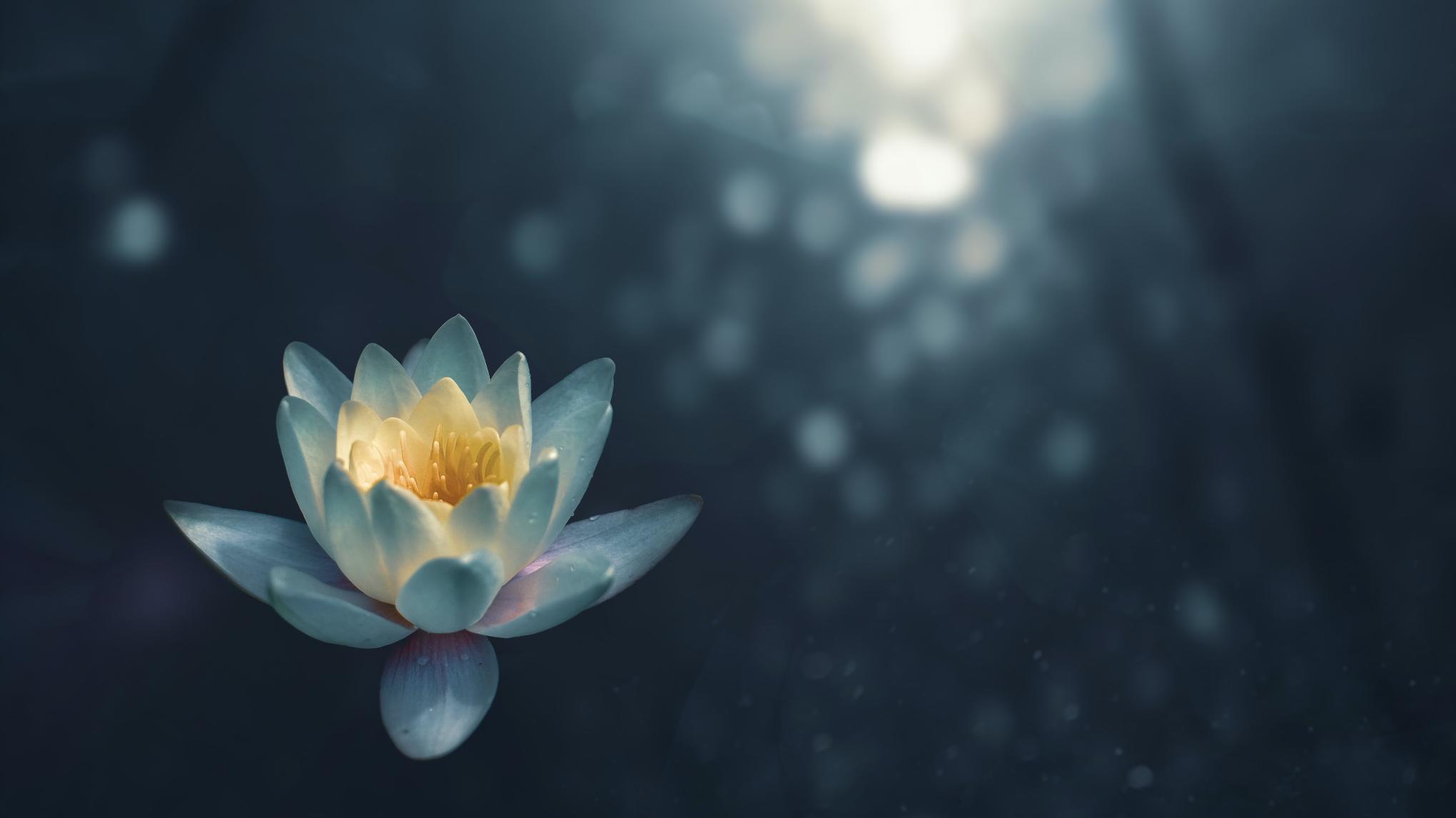 Blue Lotus ceremony & Breathwork
