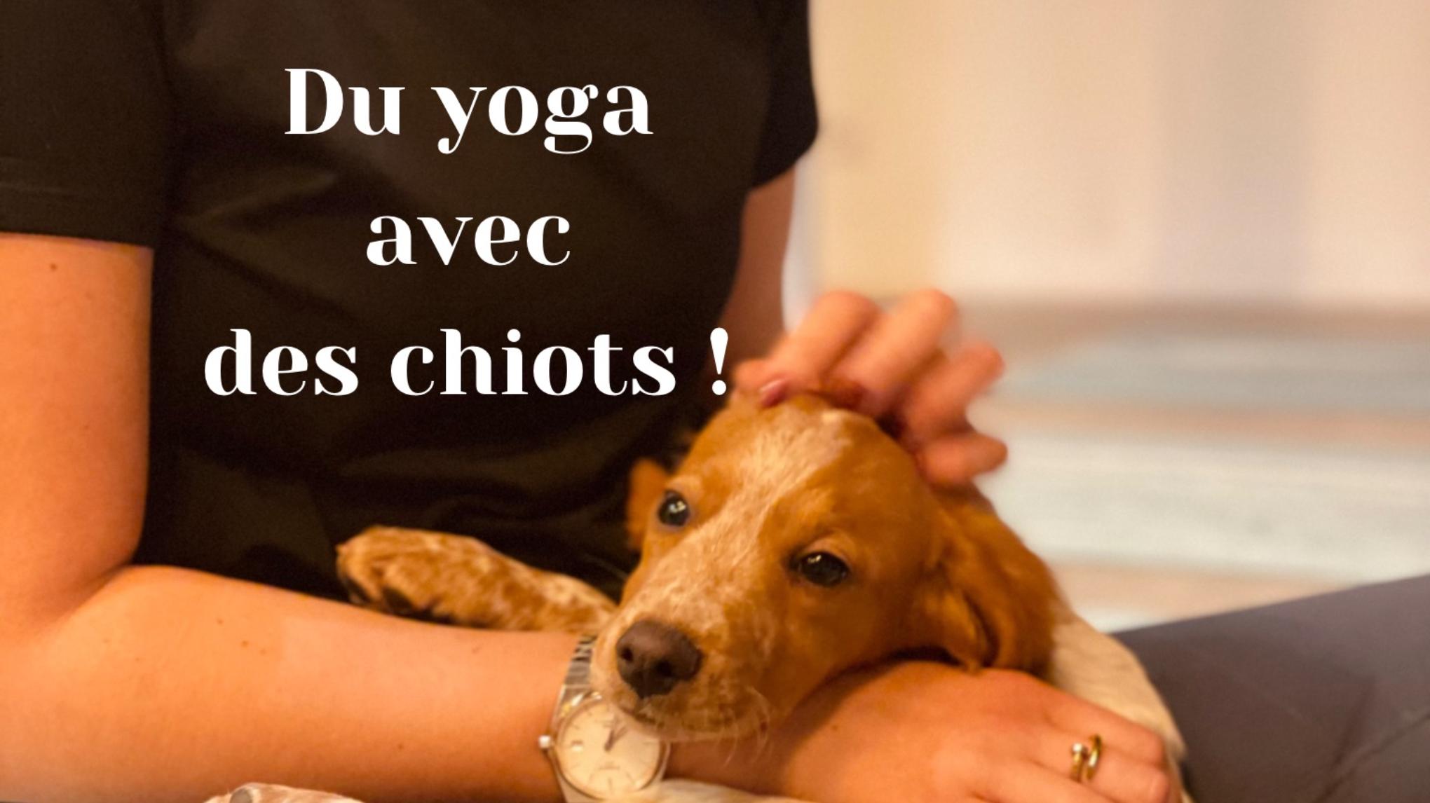 Yoga avec les chiots