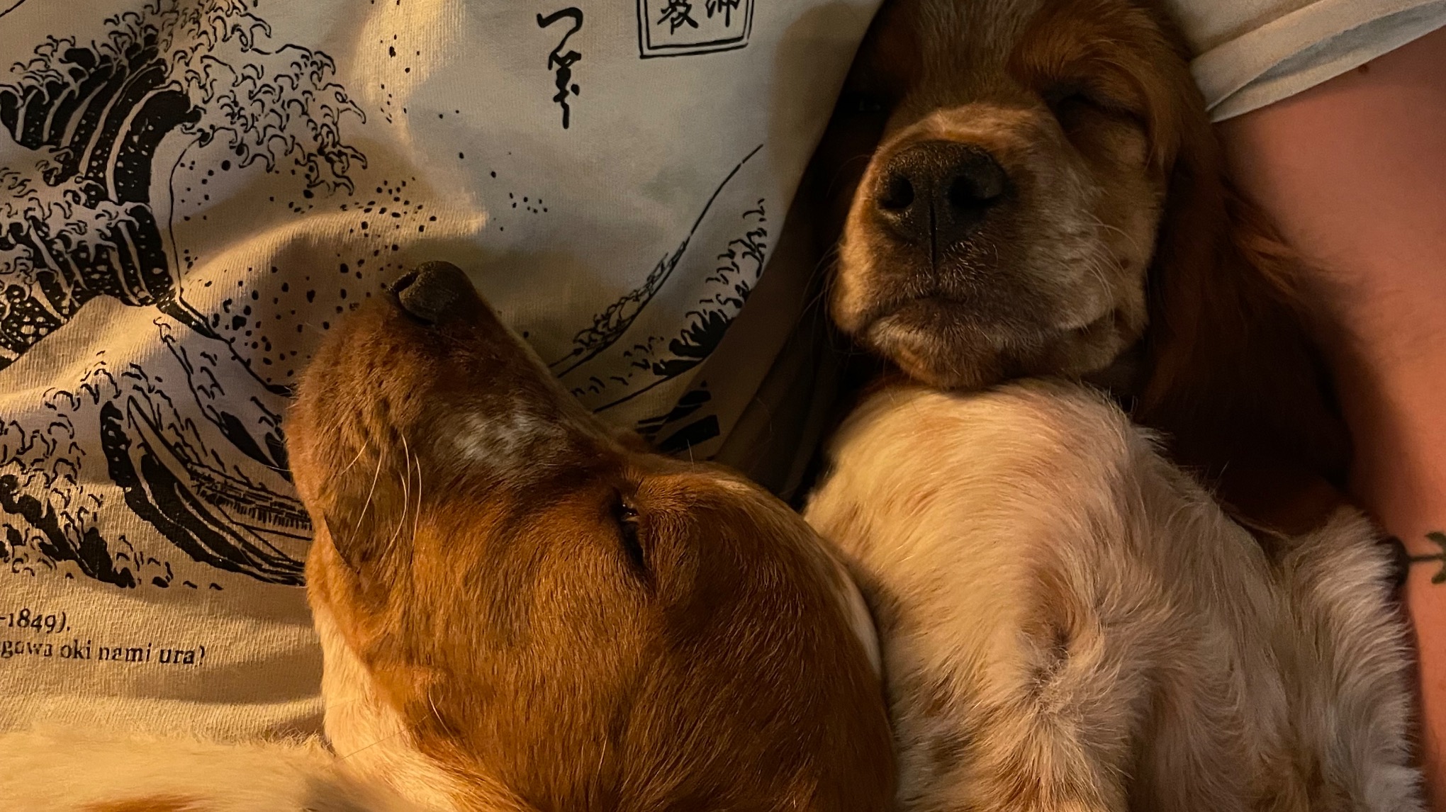 Yoga avec les chiots