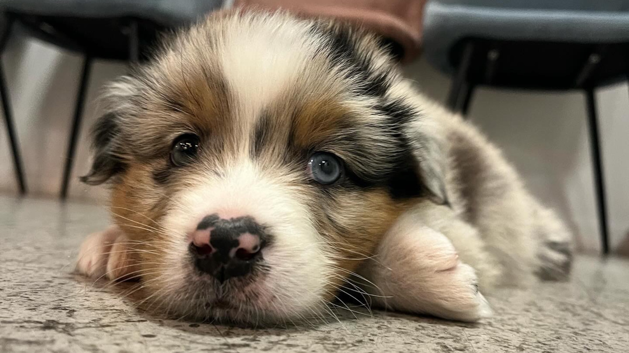 Yoga avec les chiots