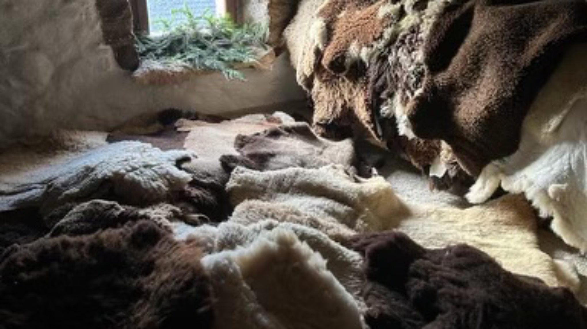 Vente de peaux de mouton