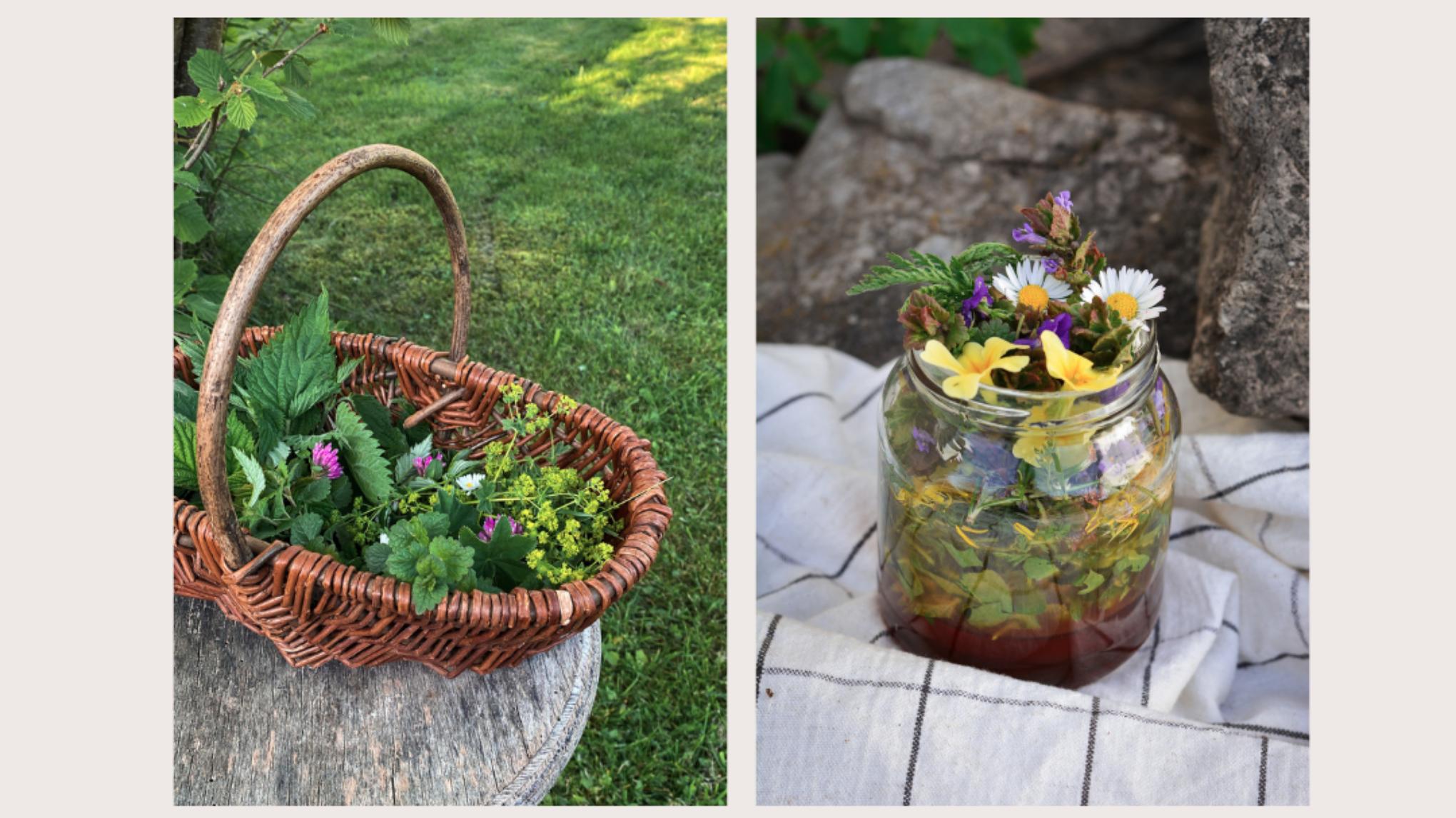 Wildkräuter Wanderung mit Eva Maria Dillitz