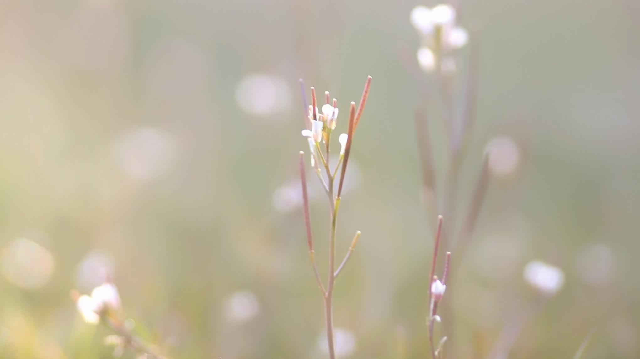 Frühjahrs Yoga Session