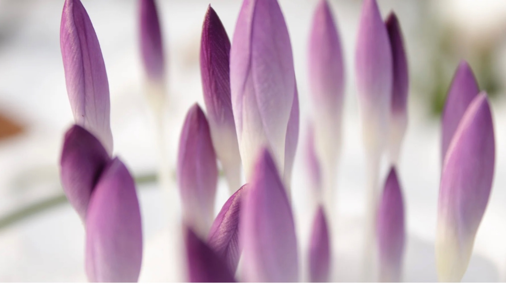 Ontwaak de lente in jezelf: workshop positiviteit & groei manifesteren