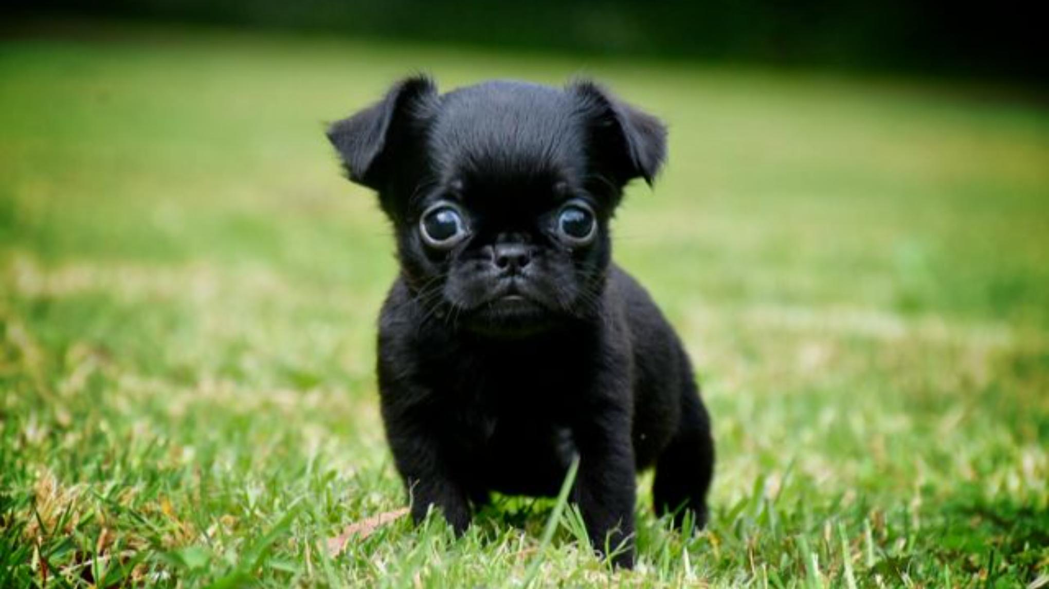 Puppy Yoga bébé Brabançon