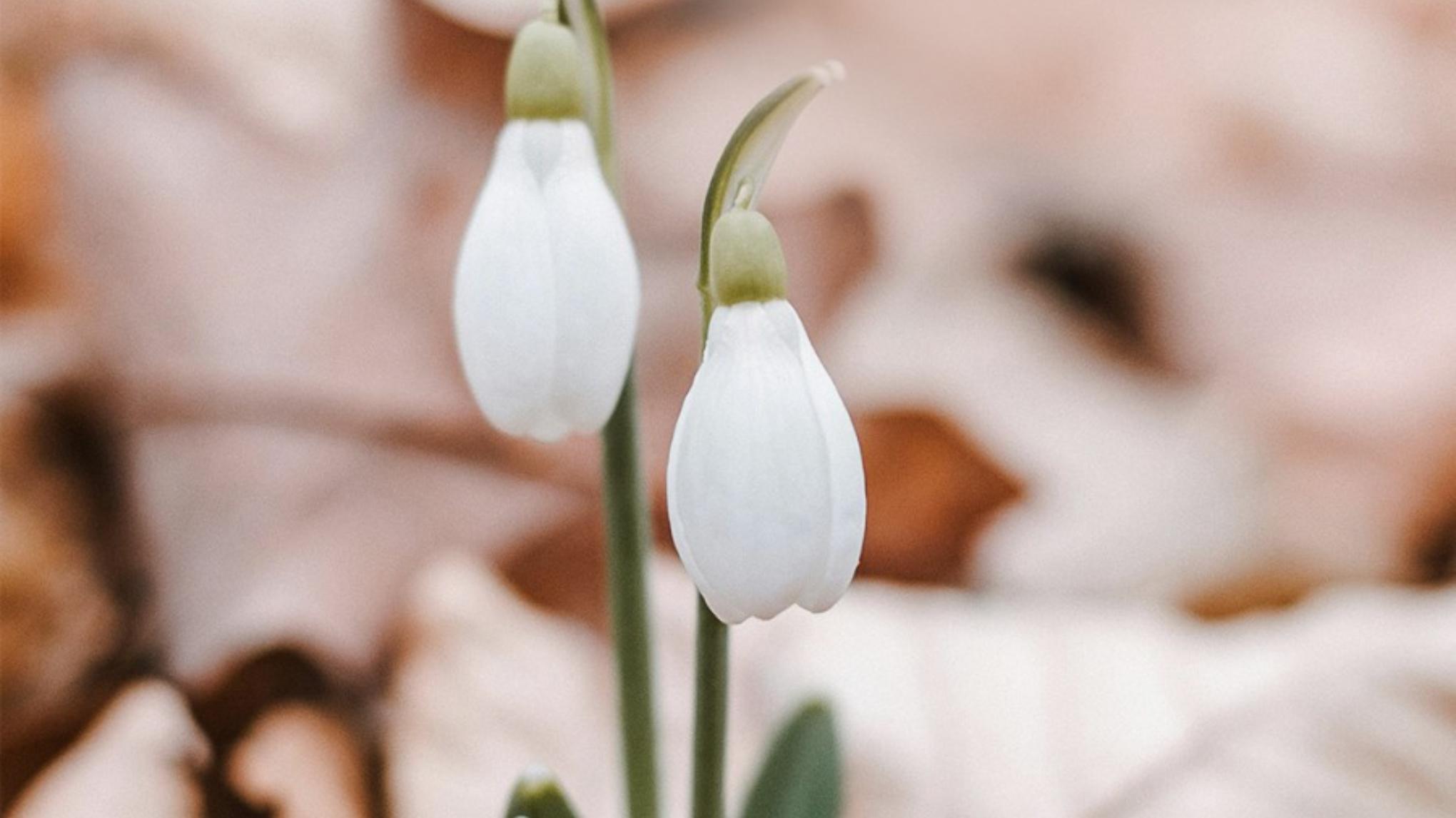 Cerchio della Candelora