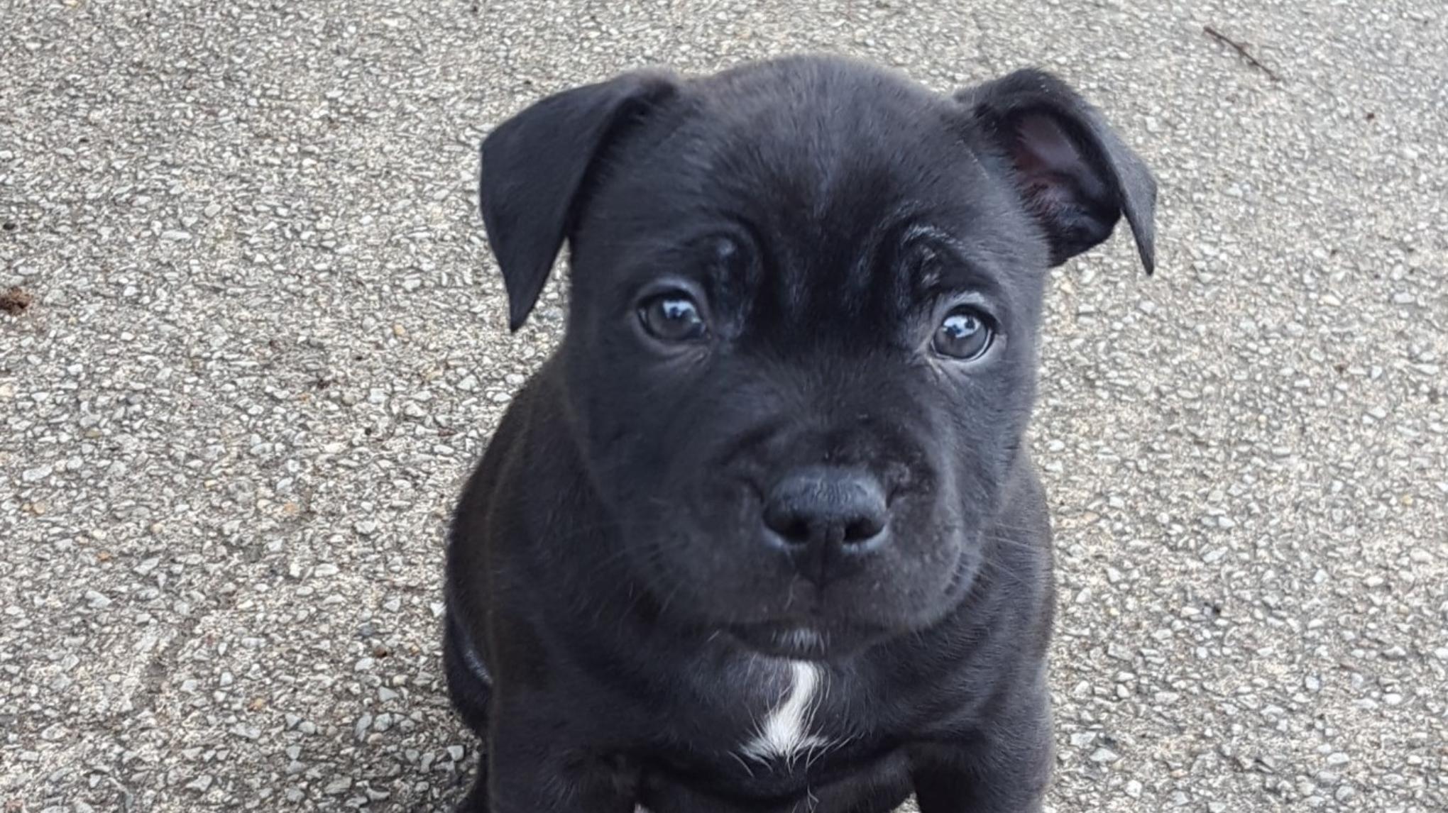 Puppy yoga Bébés Staffies
