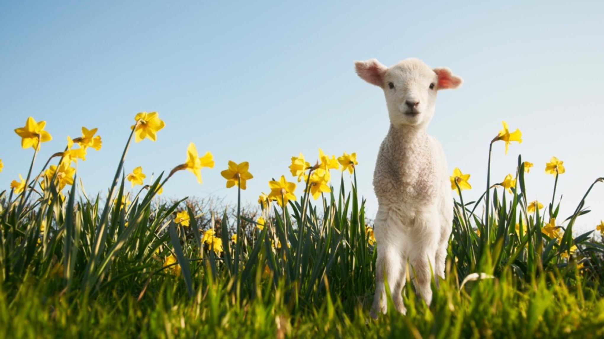 Lentekriebels XL Flow