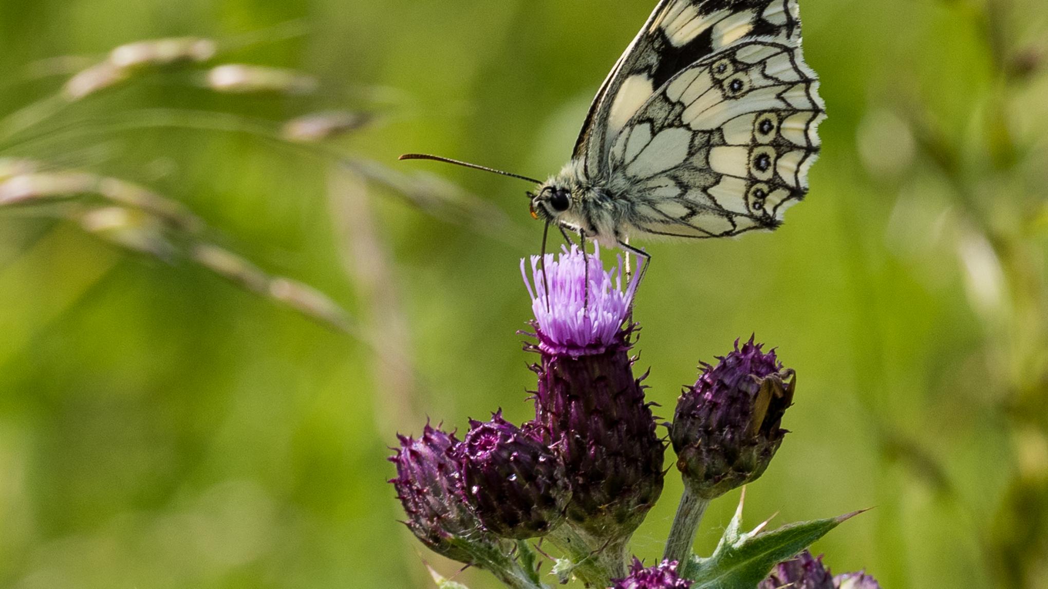 Beltane Slow Flow Yoga and Gong Bath - 29 April