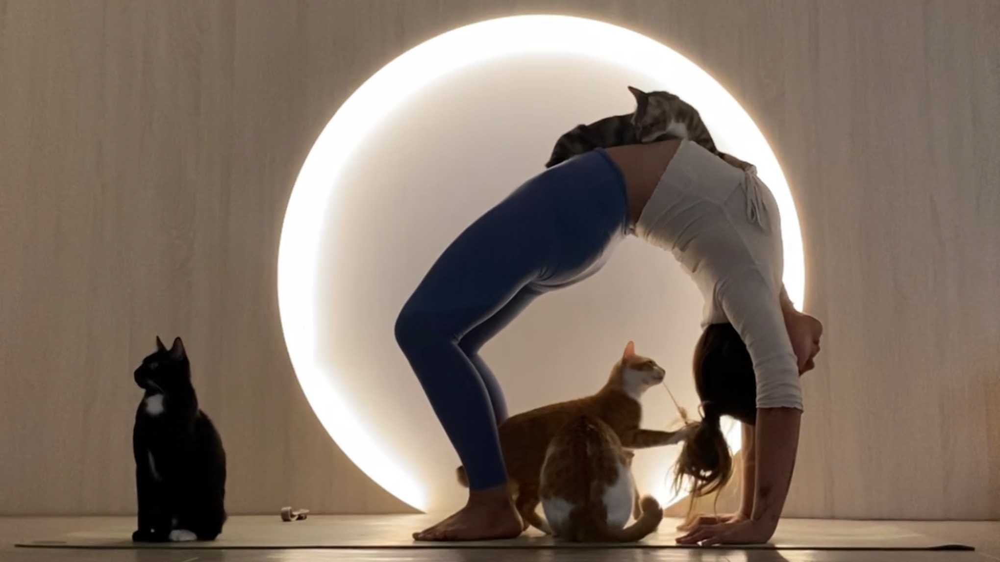 貓店長慈善瑜伽 （預約制 + 全數捐贈）