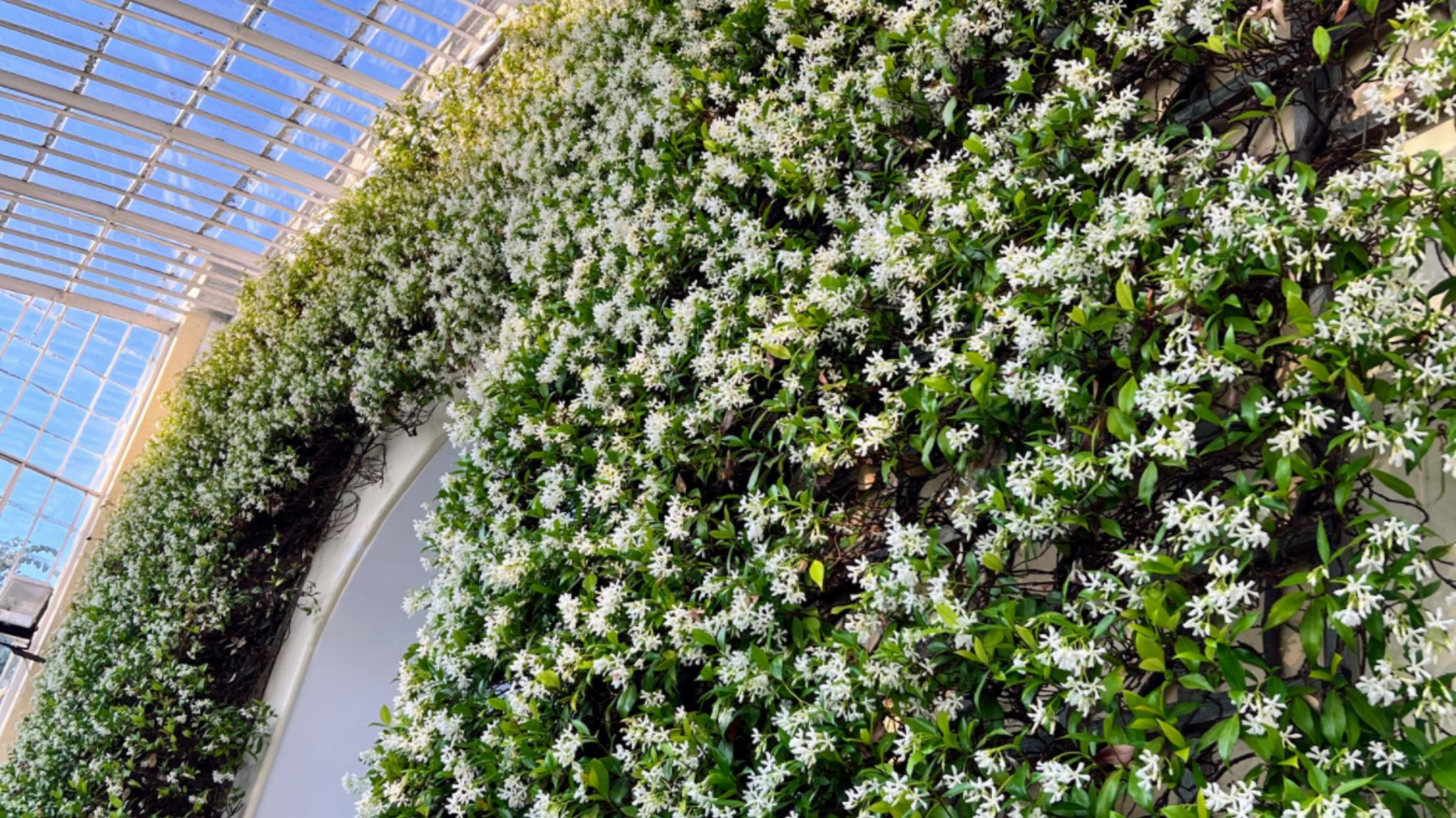 Summer Solstice - Wellness afternoon