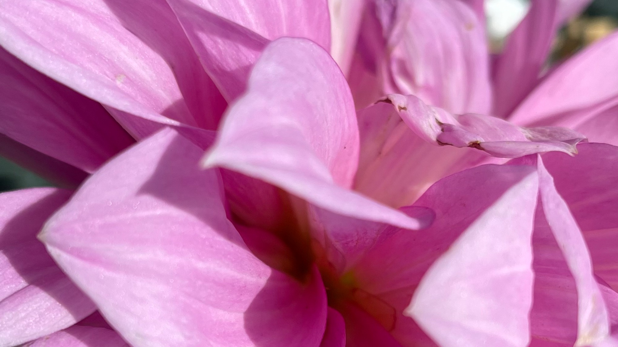 Ontdekkingles 'Laat je betoveren door buikdans!'