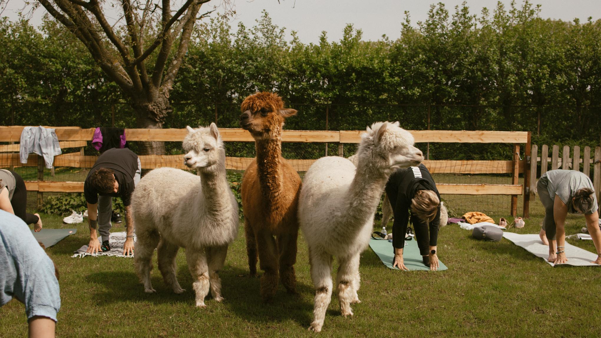Alpaca Yoga