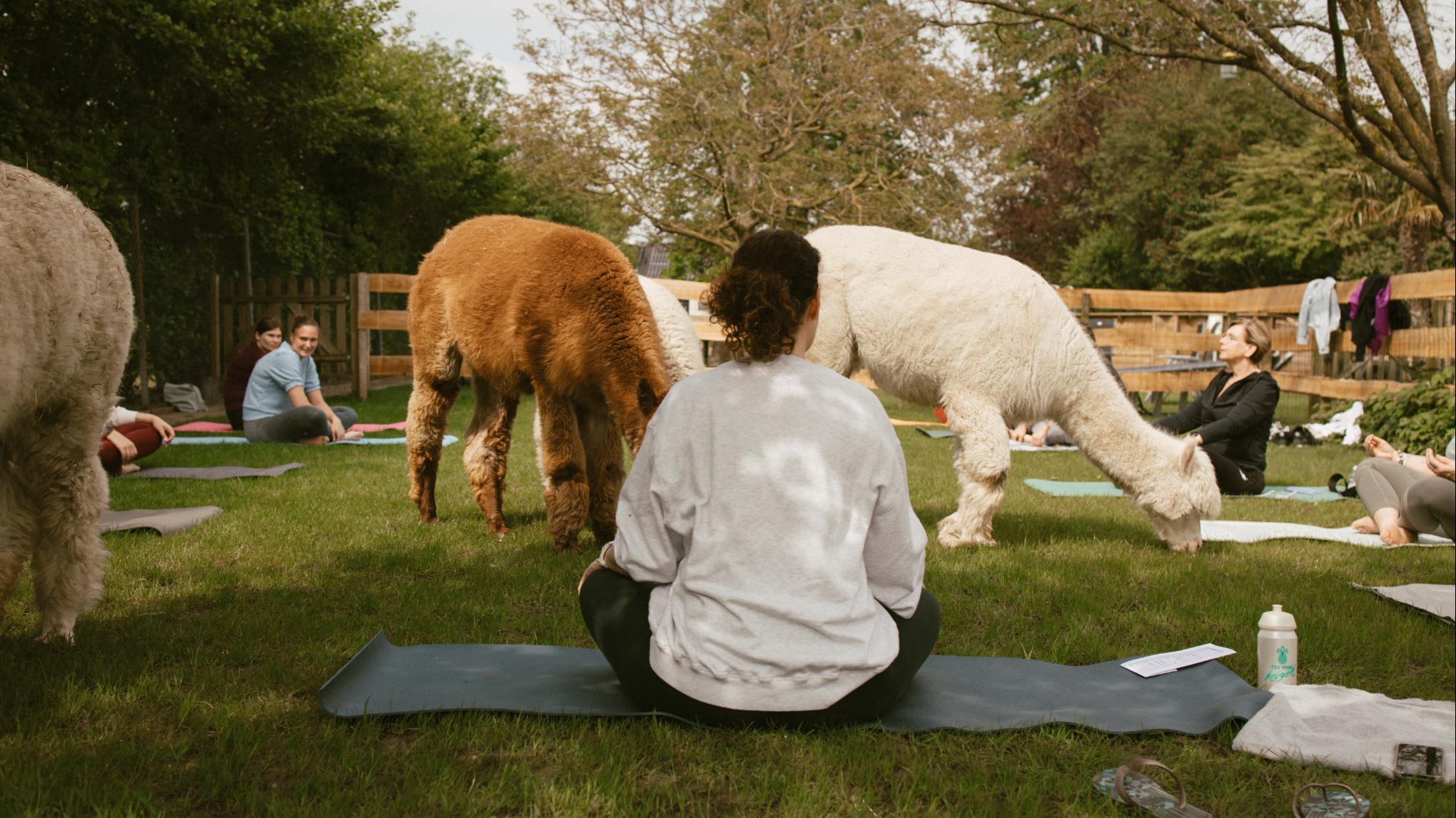 Alpaca Yoga