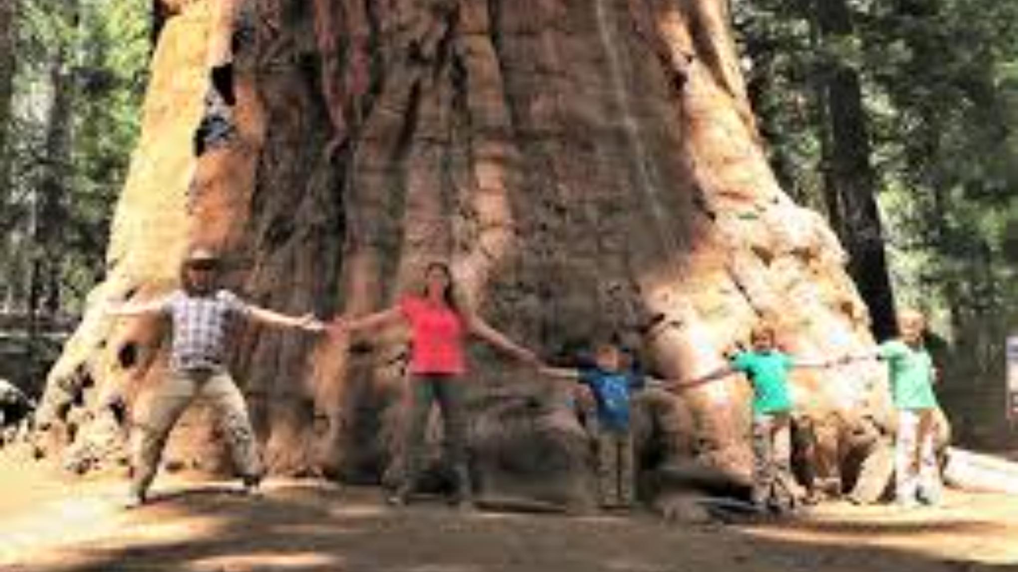 5 Day Sequoia Retreat-Integrated Ayurveda, Yoga Meditation & Vedic Sciences