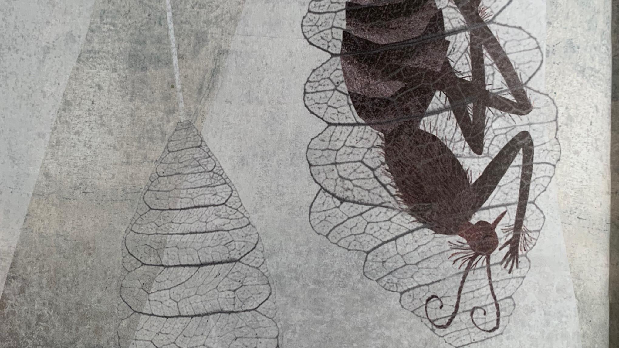 Yin Special Augustus