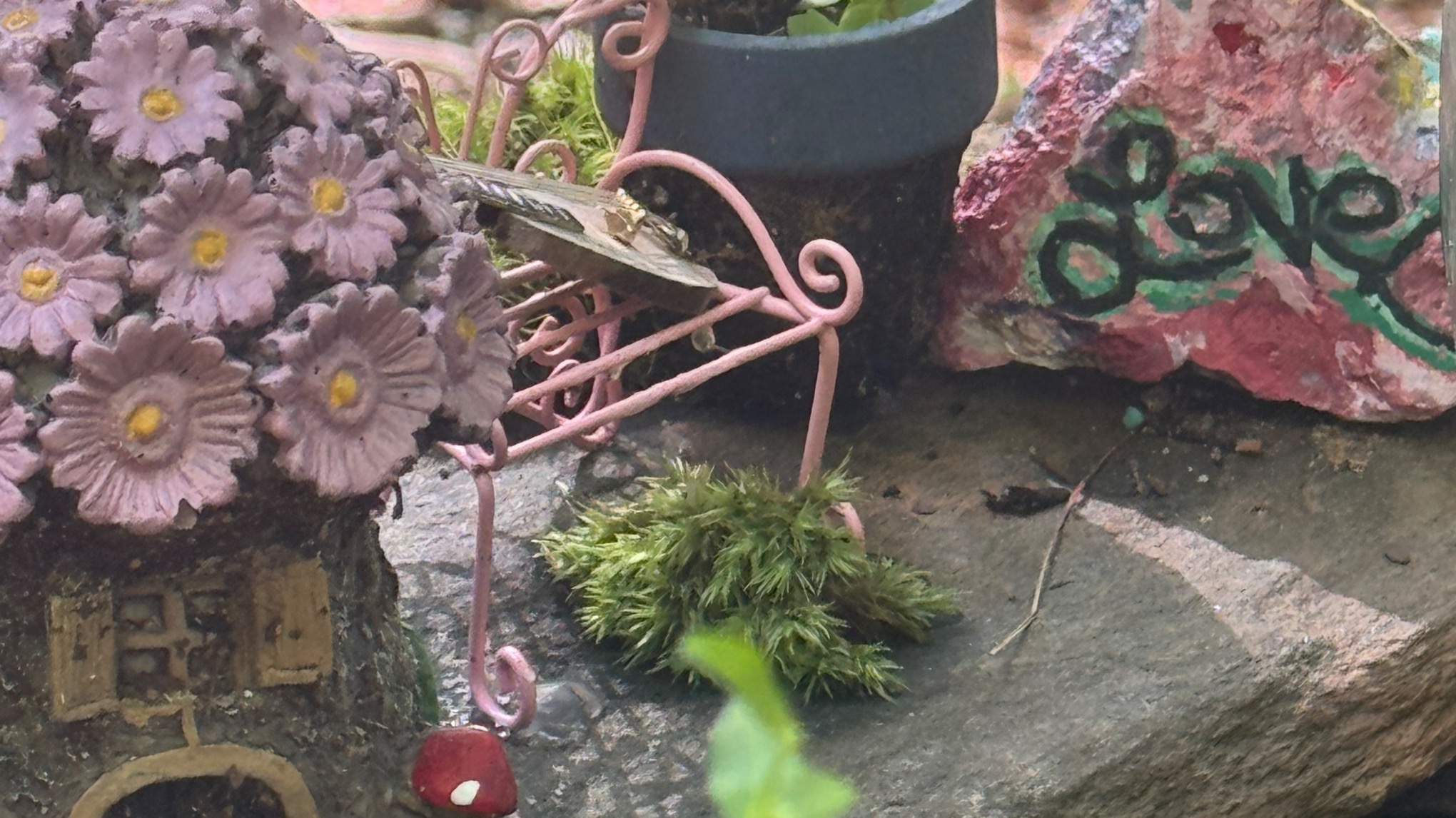 Galax Fairy Trail