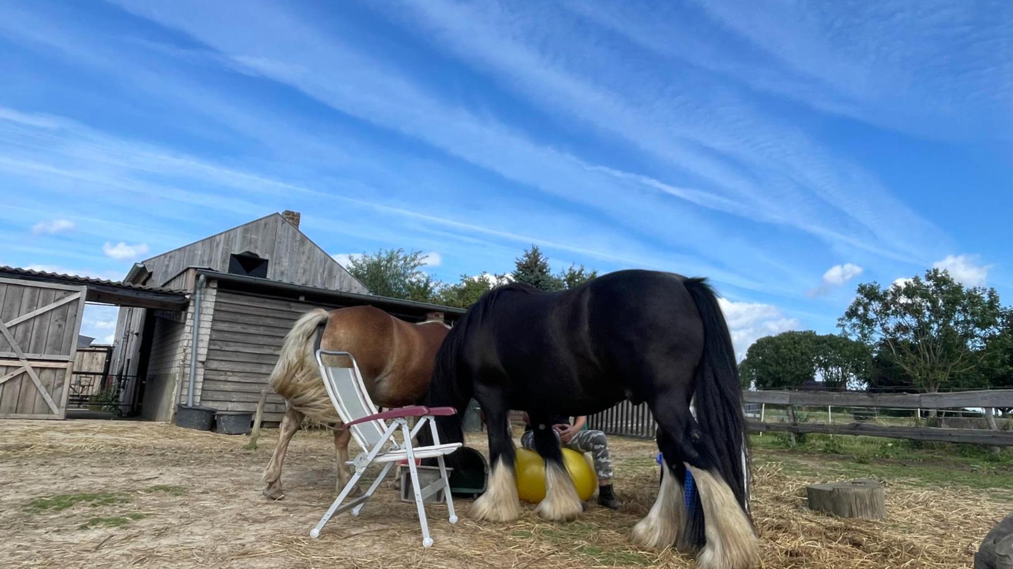 Geleide meditatie tussen de paarden