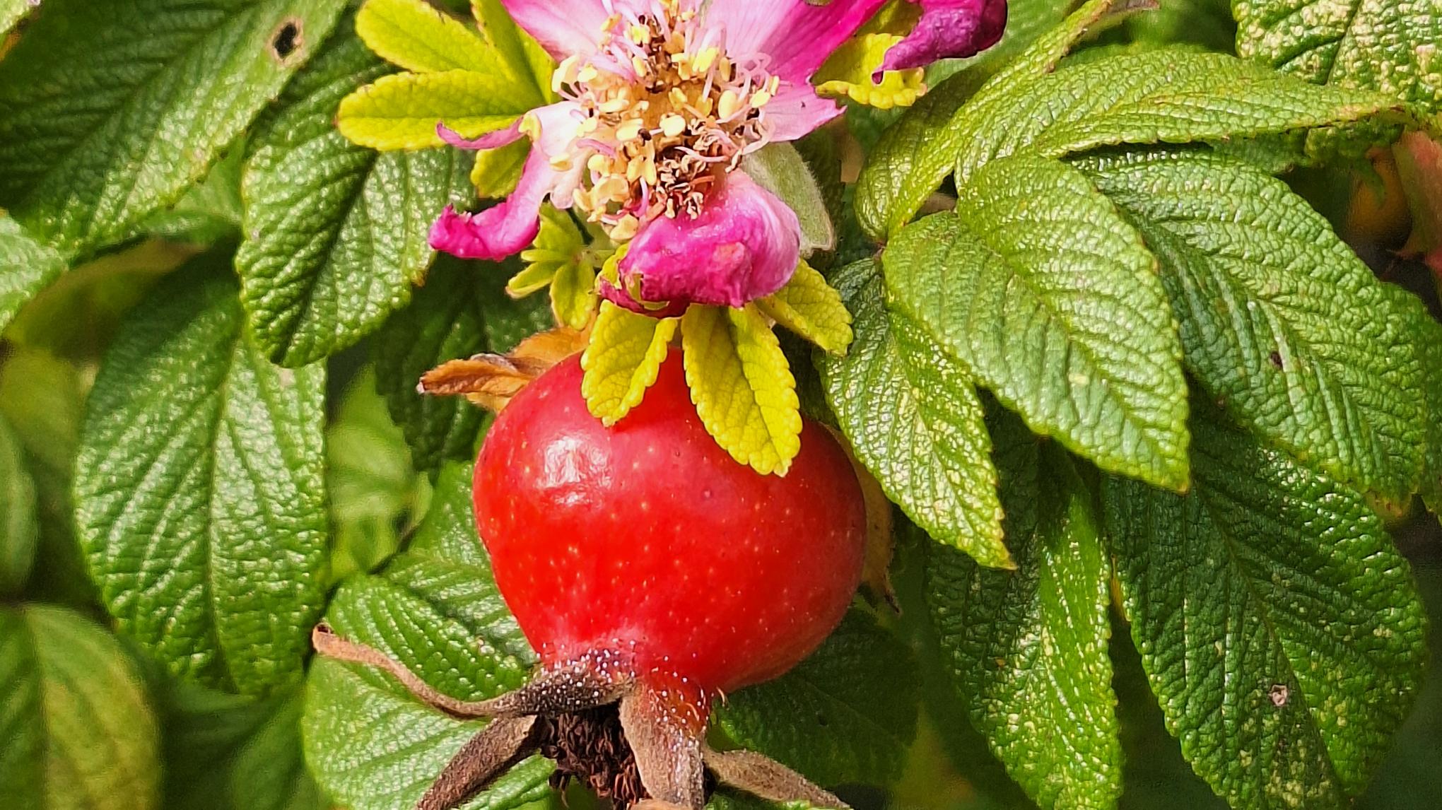 workshop restorative yin yoga - element metaal (herfst)