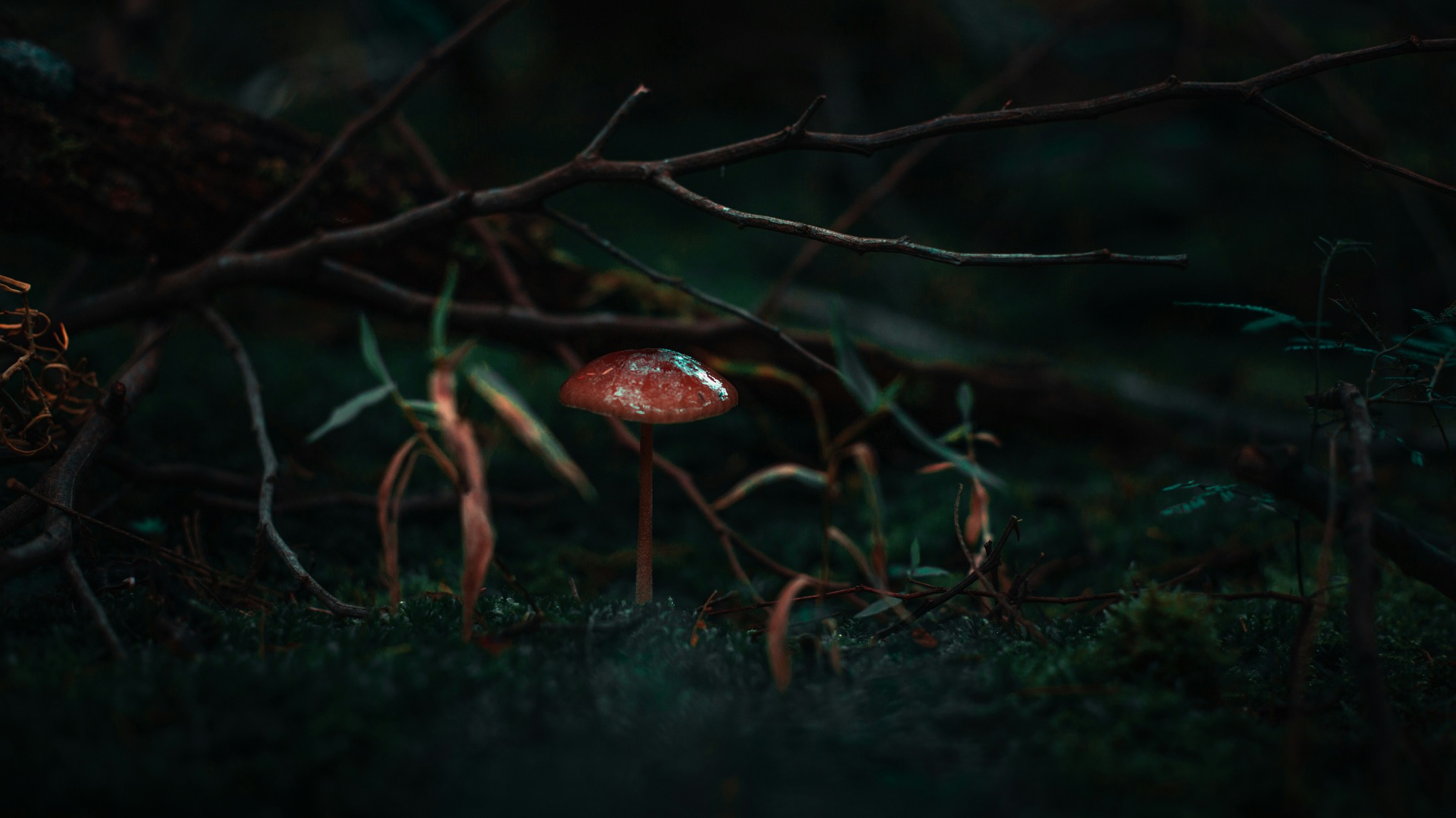 Eendaagse Truffelceremonie (Roermond)