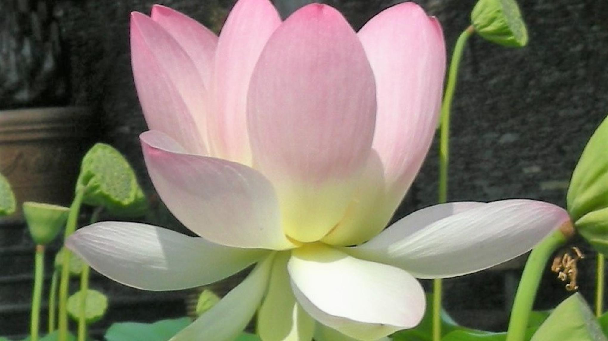 Meditationsworkshop für Einsteiger