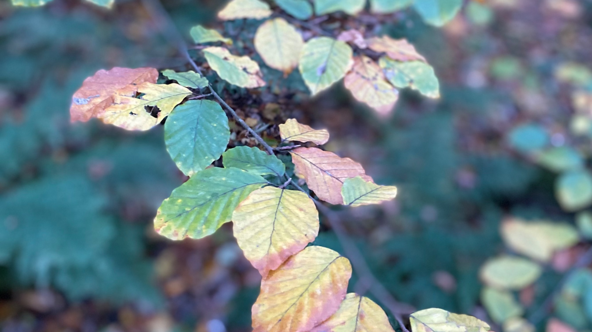 8-weekse mindfulness training MBSR/MBCT