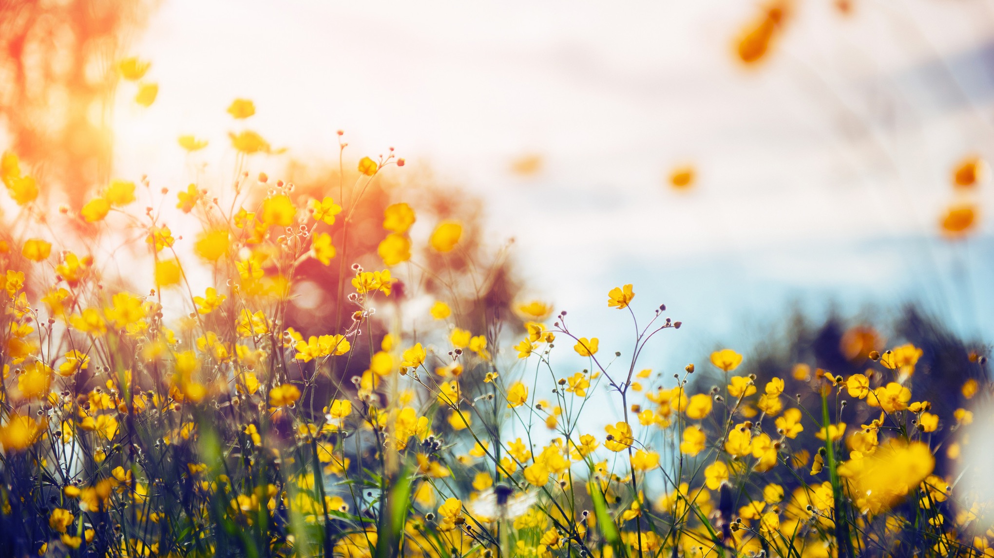 Spring Revival: détoxifie ton corps et accueille le renouveau 🌱