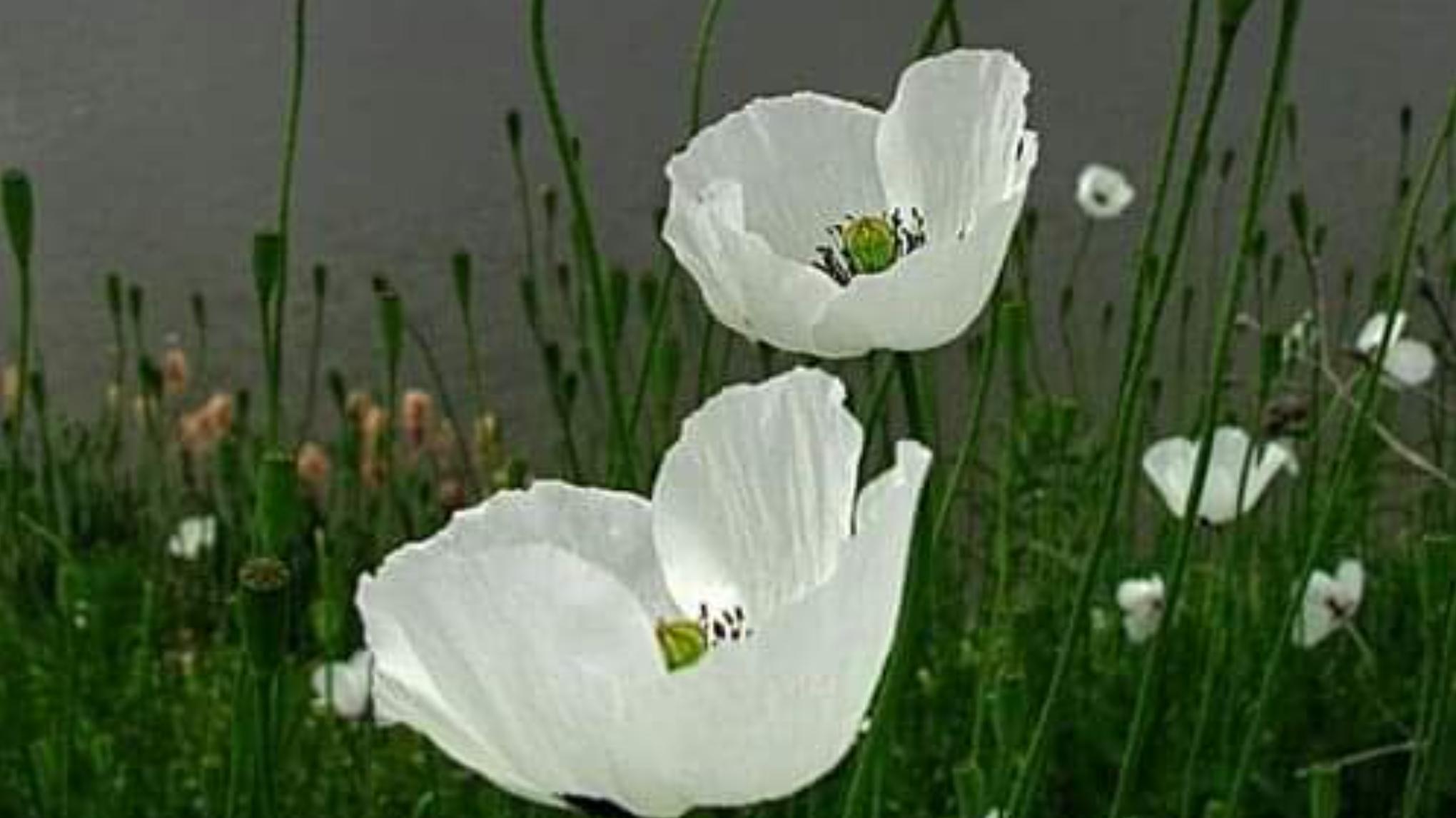 Atelier  " Célébrons le printemps"