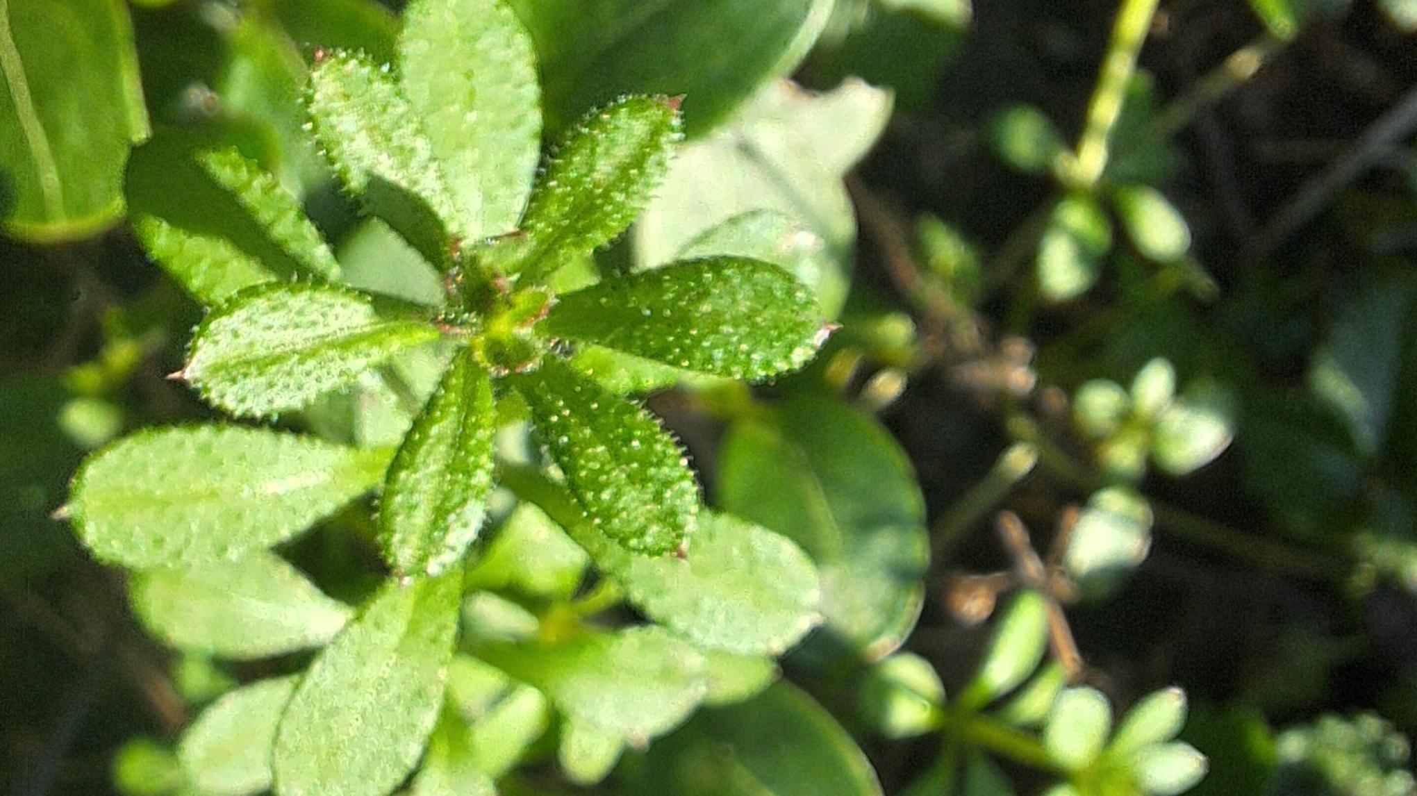 Restorative Yin Yoga XL - element hout (lente)