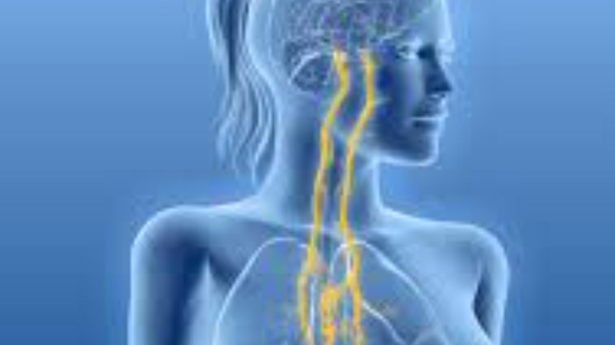 Workshop: De Nervus Vagus als Innerlijk Kompas