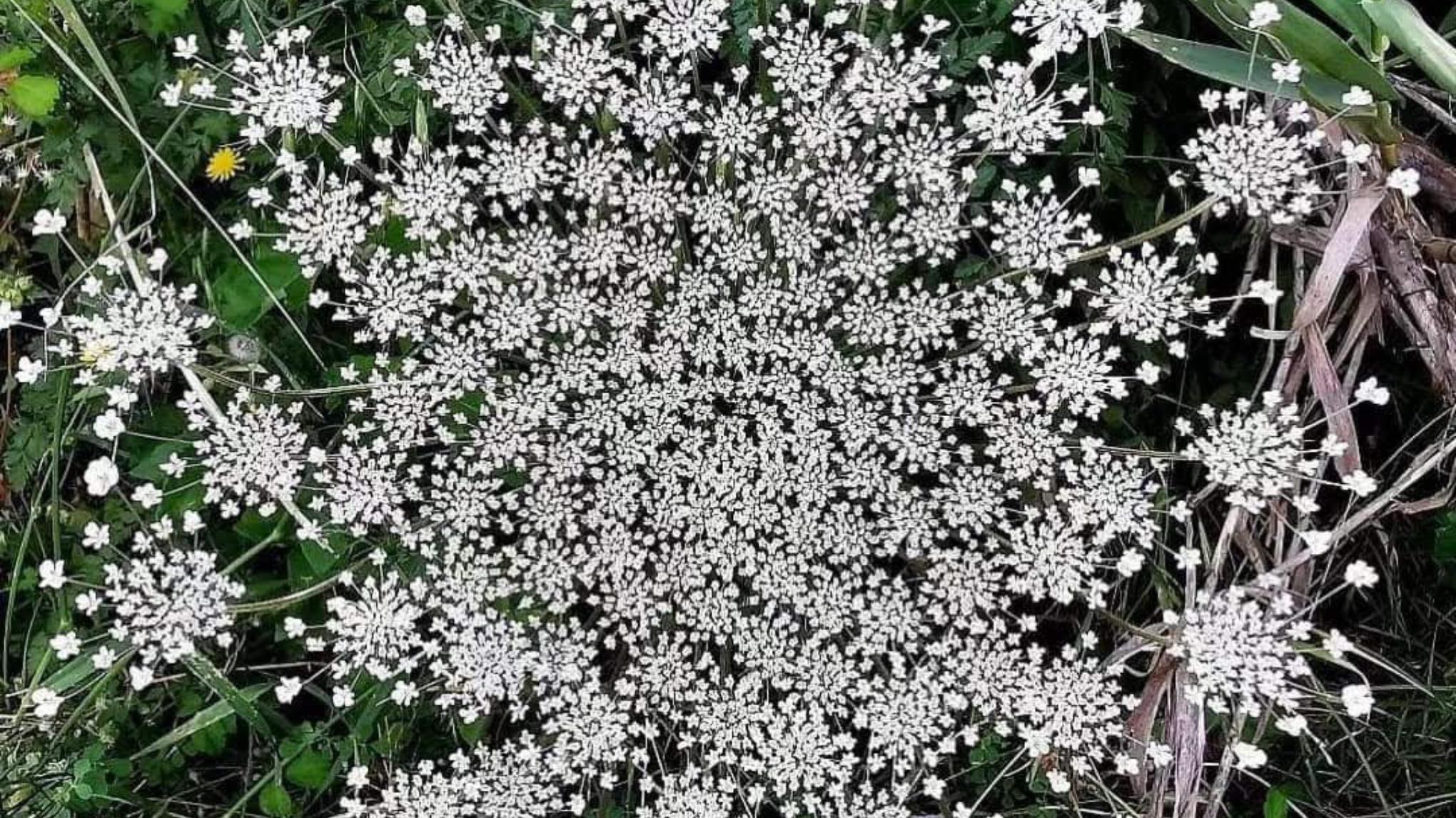 Plantes sauvages comestibles & Yoga