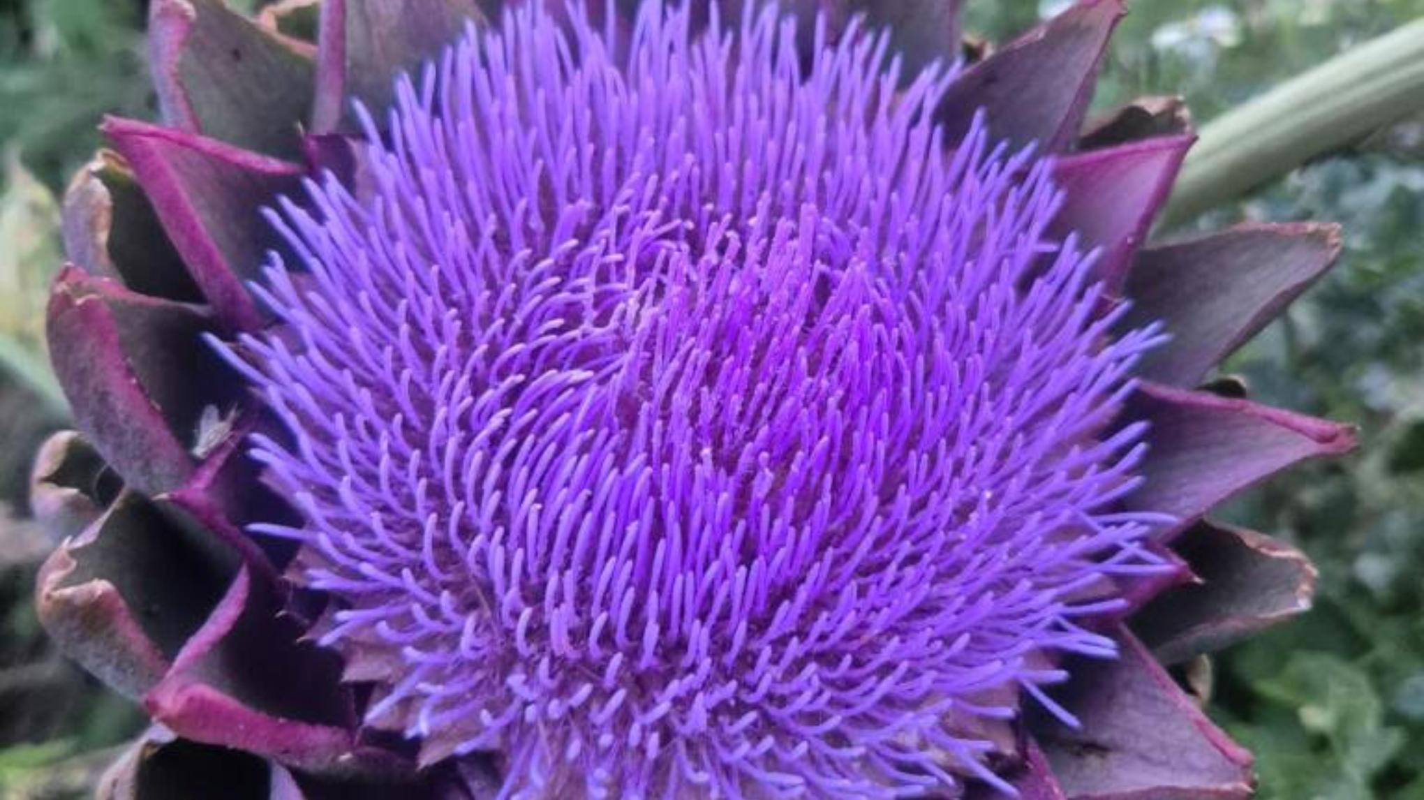 Plantes sauvages comestibles & Yoga