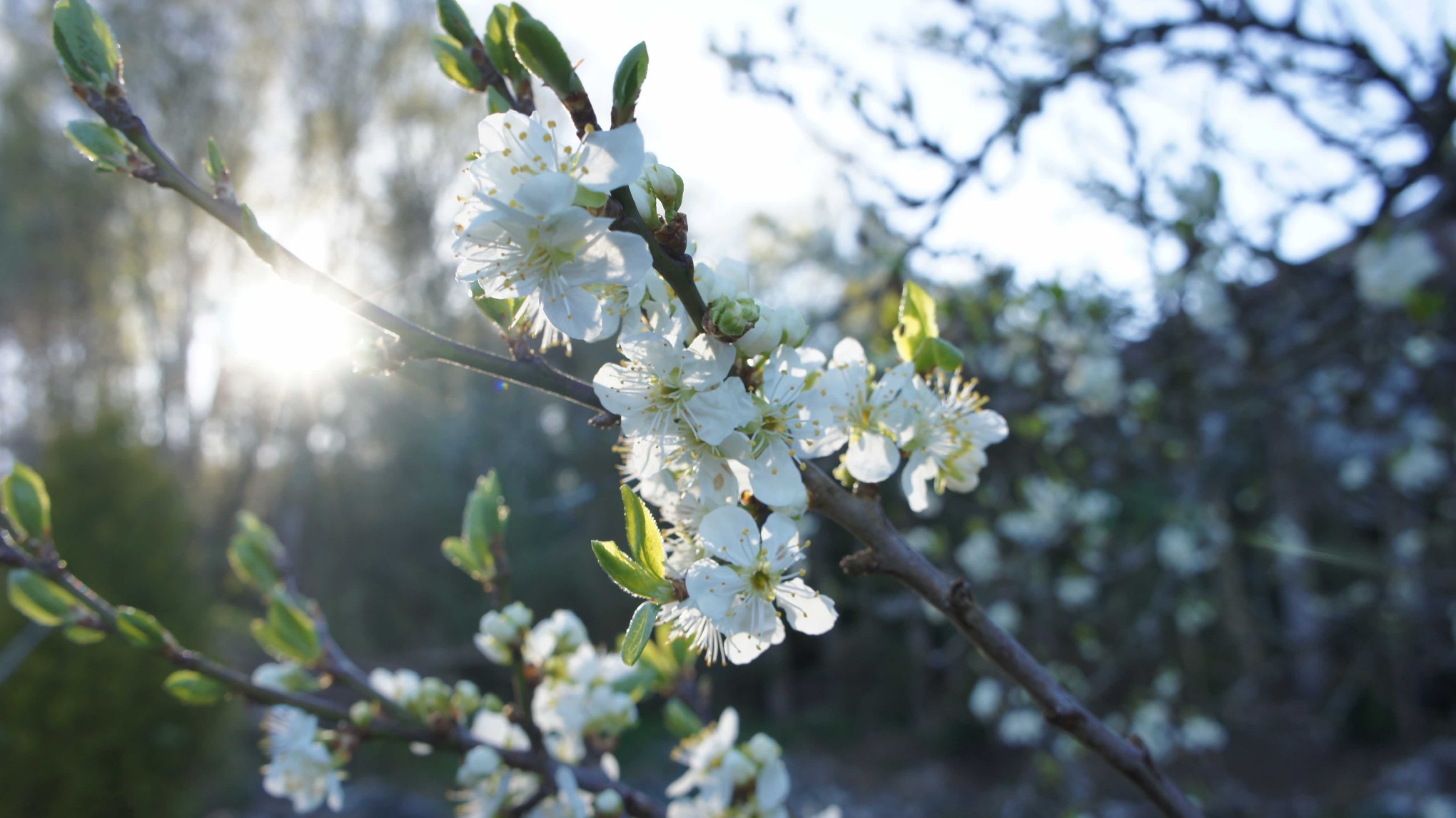 10-årsjubileum: Leikebesøk