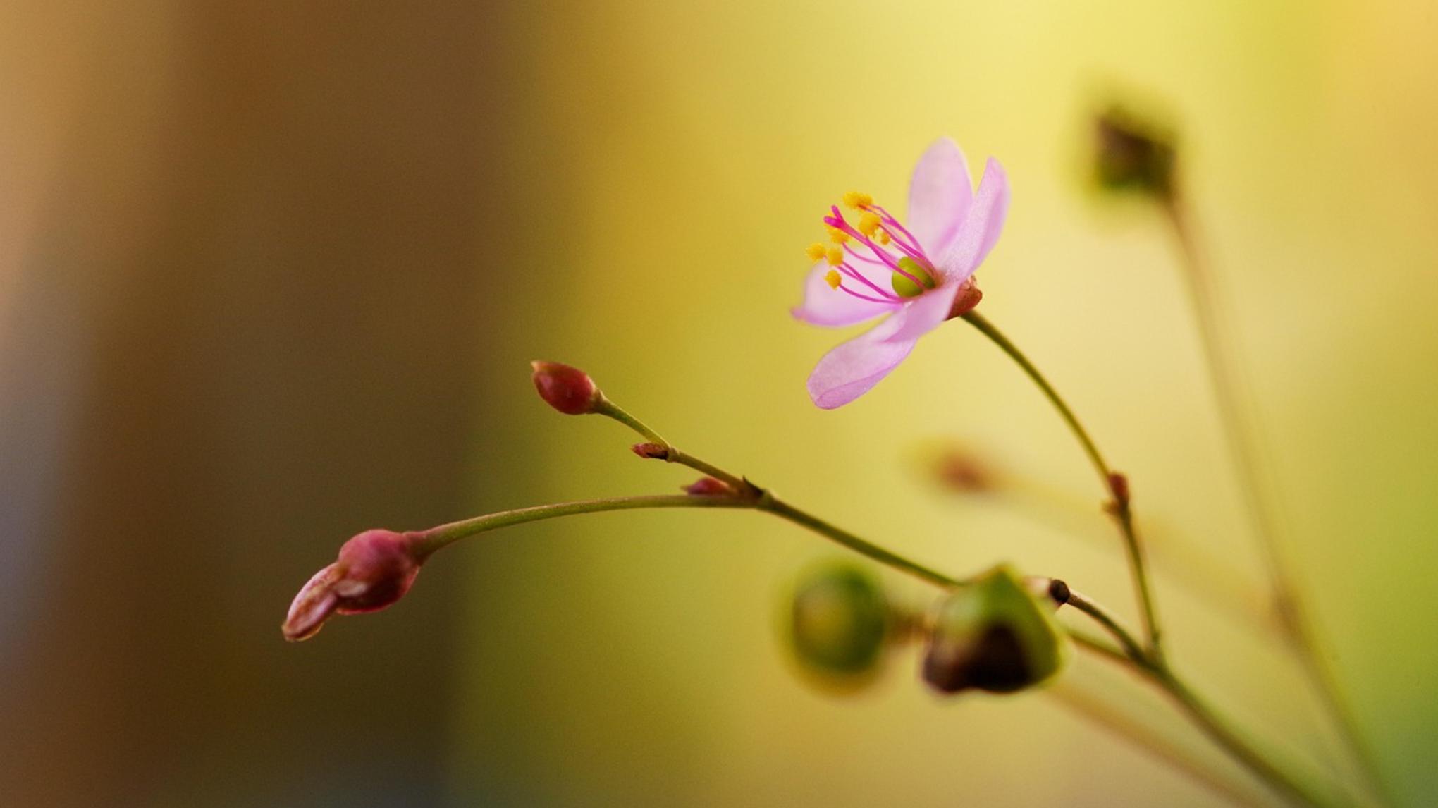 Verstilling in Beweging ~ Yogaschool Vlijmen