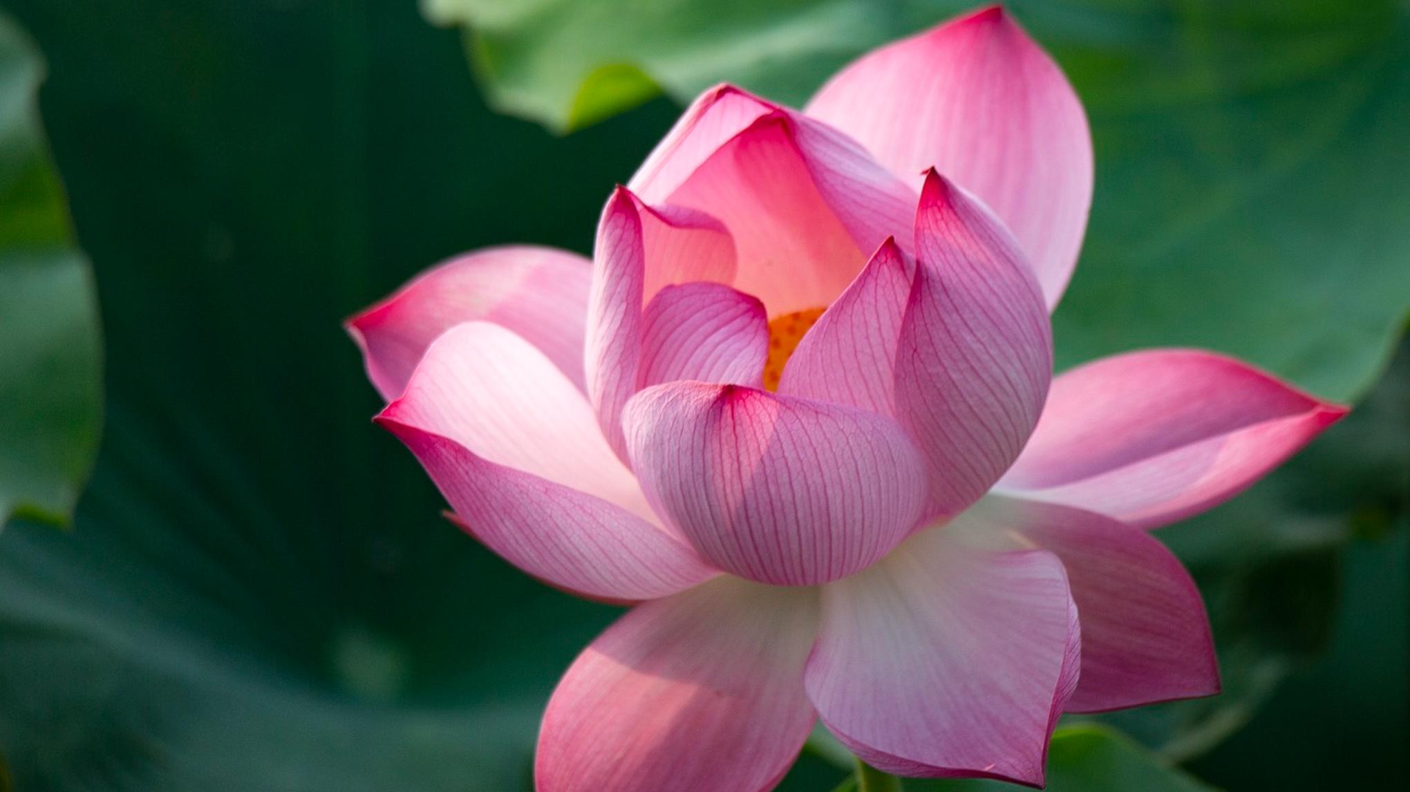 Cacao ceremonie ~ Restorative Meditation = VOL