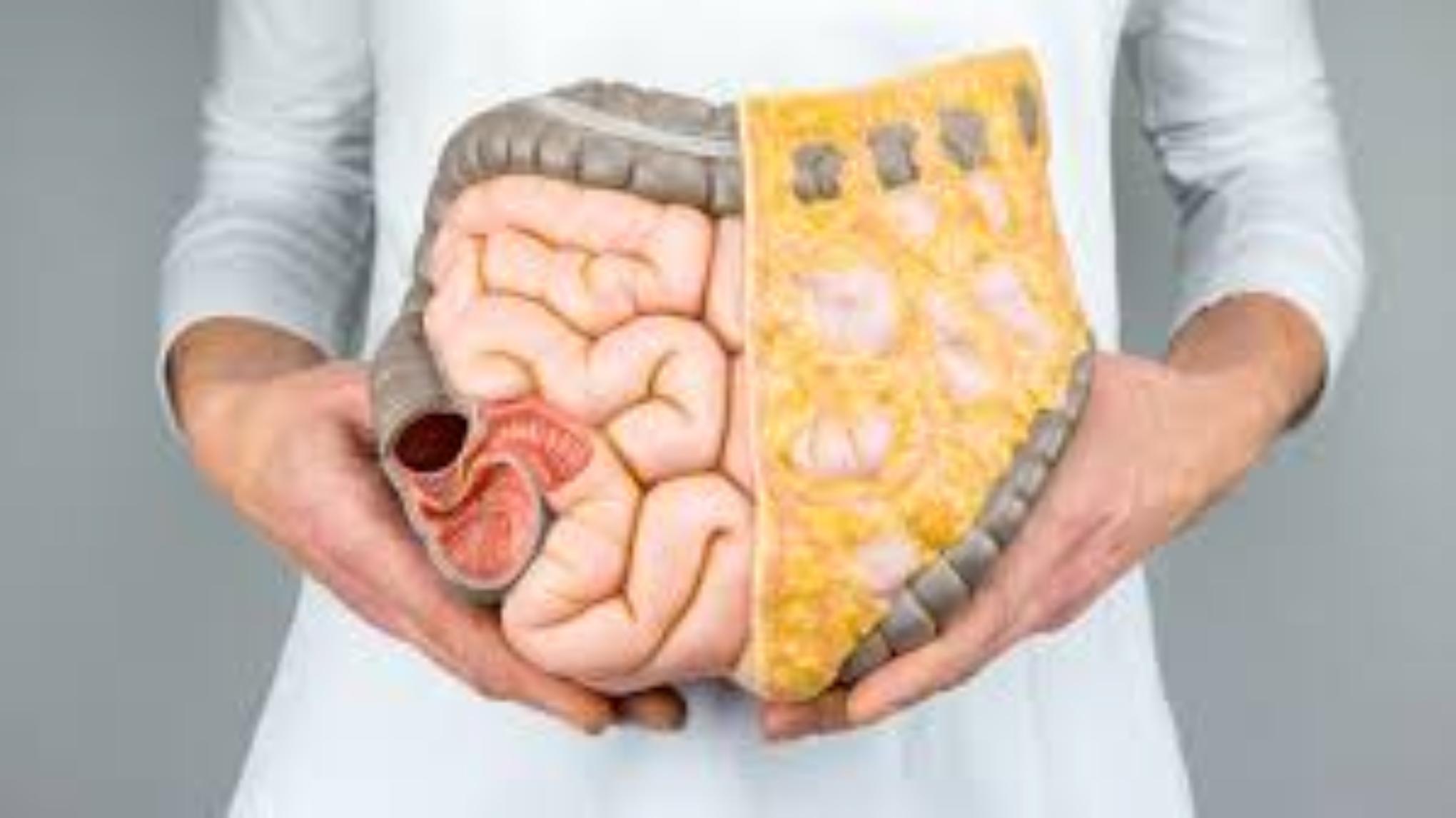 Waarom zijn je darmen net zo belangrijk als je hersenen?