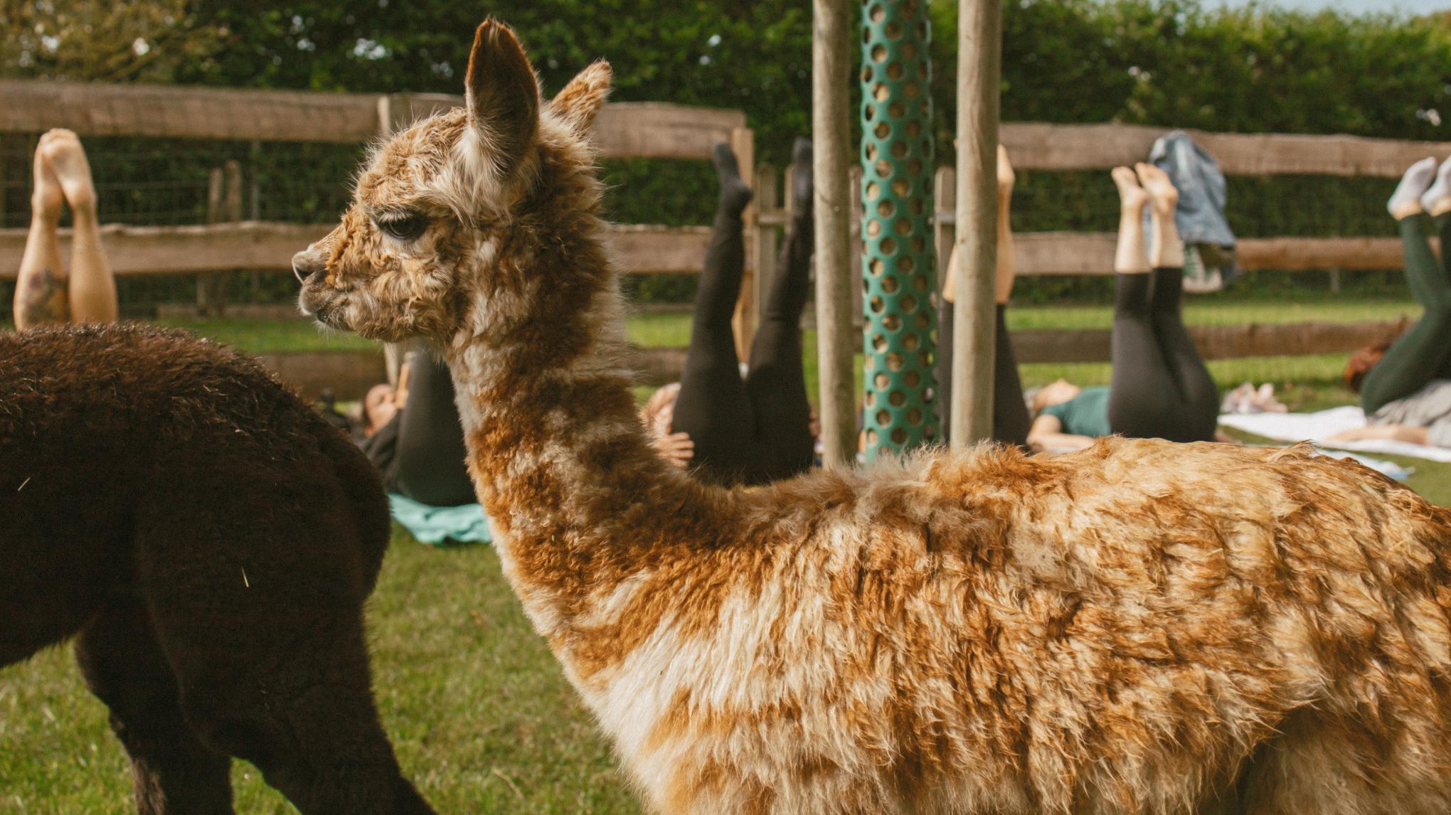 Alpaca Yoga - 8 juni 2025