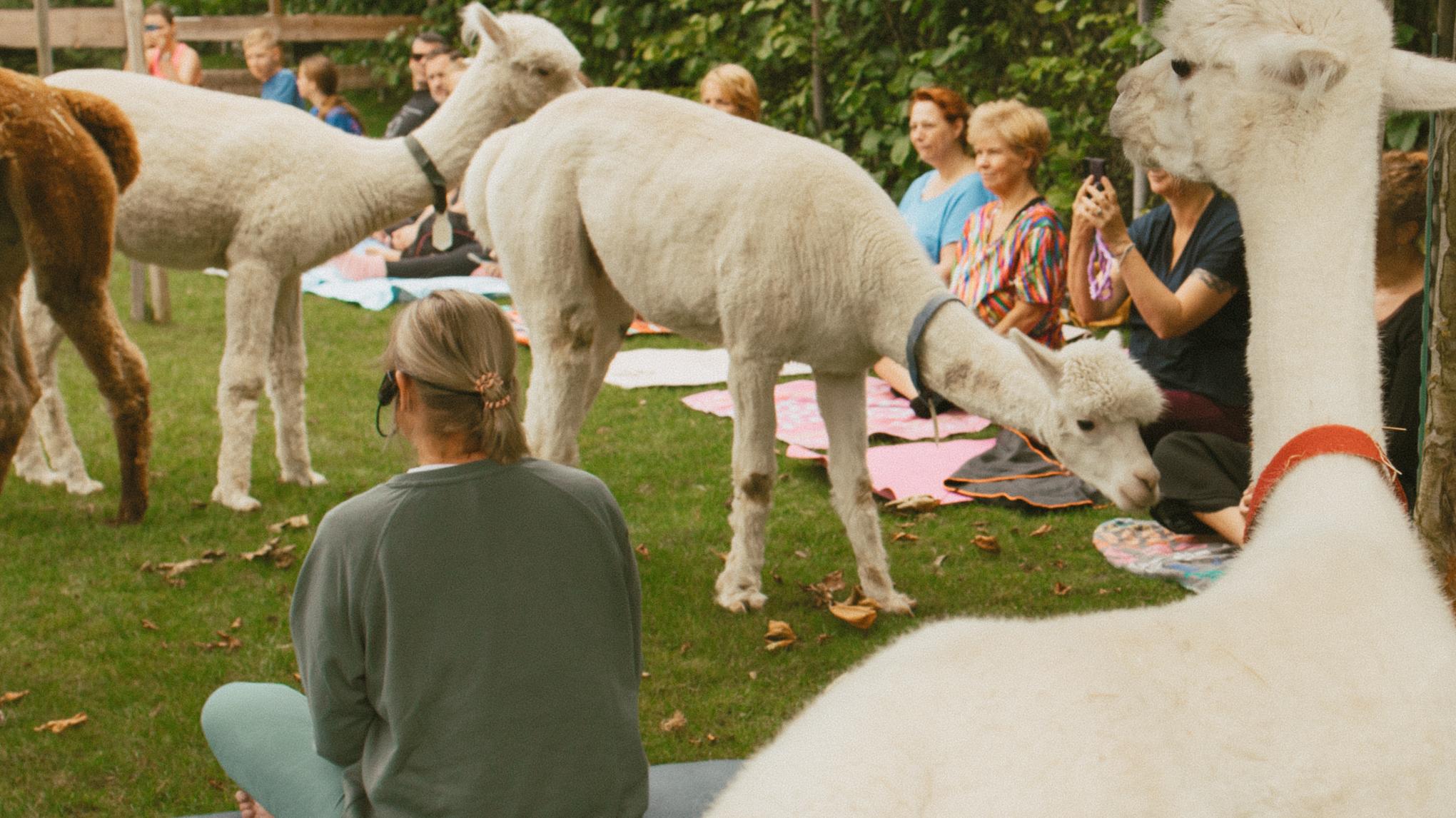 Alpaca Yoga - 7 september 2025