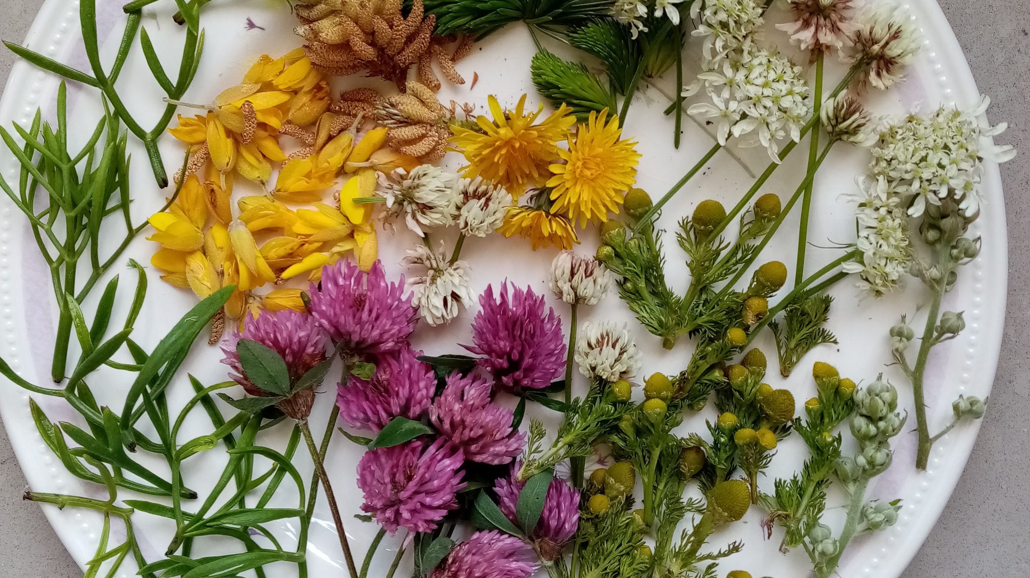 InnerWild Foraging Walk with Dani Hiro | Cahersiveen