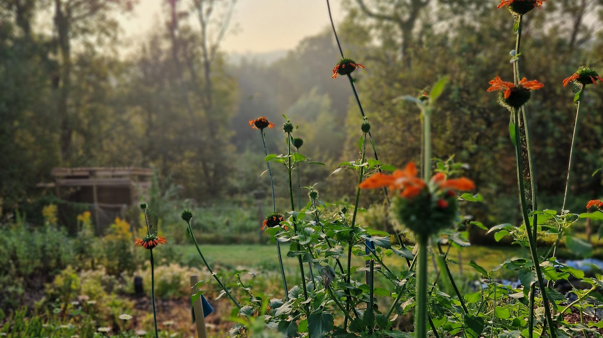 Milde ademruimte: outdoor beweging tussen bloemen om longen te openen
